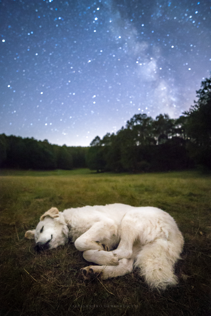 Samyang 14mm F2.8 ED AS IF UMC sample photo. A dog with no name photography