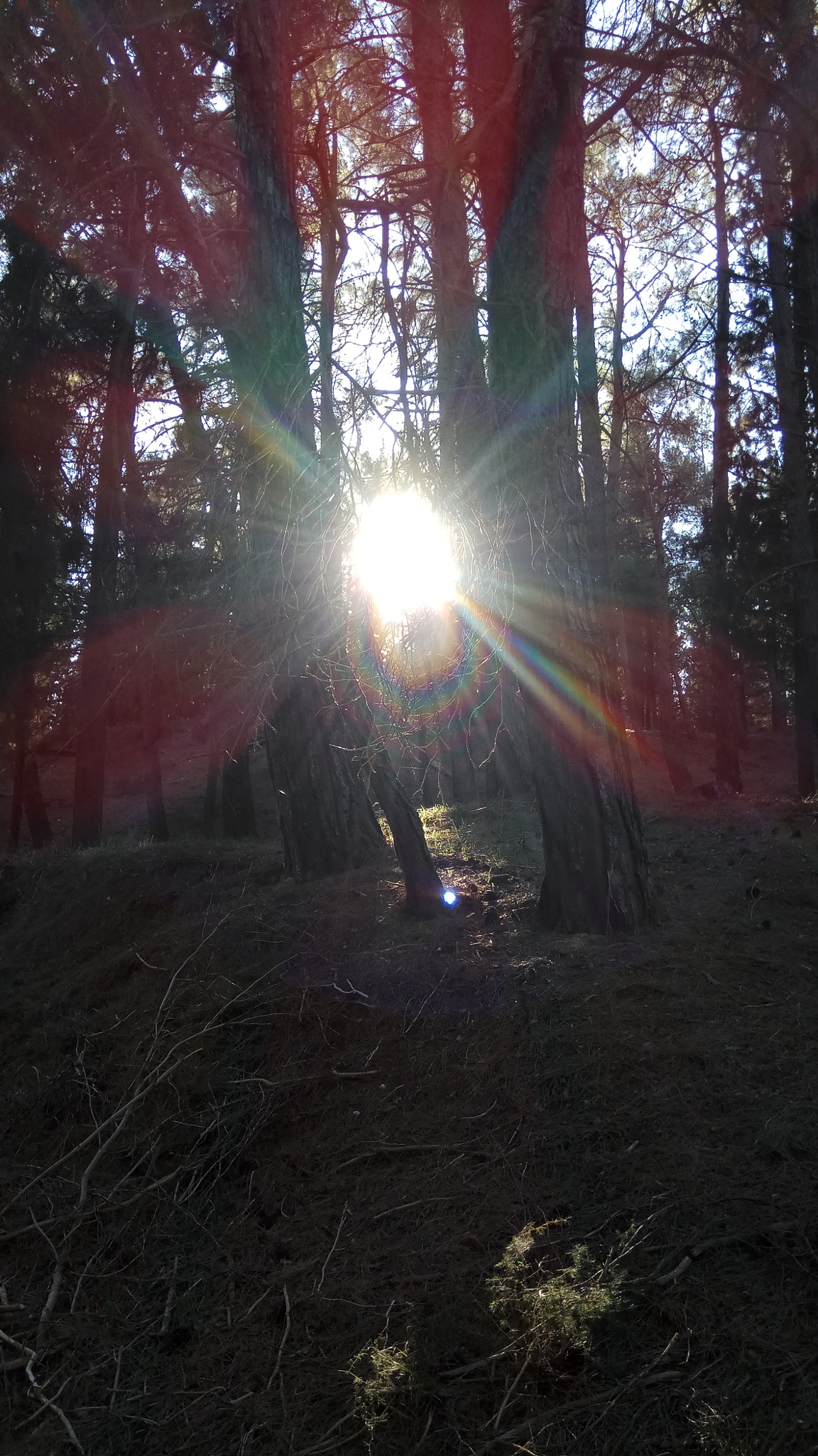 Xiaomi Redmi Pro sample photo. Forest escape 2 photography