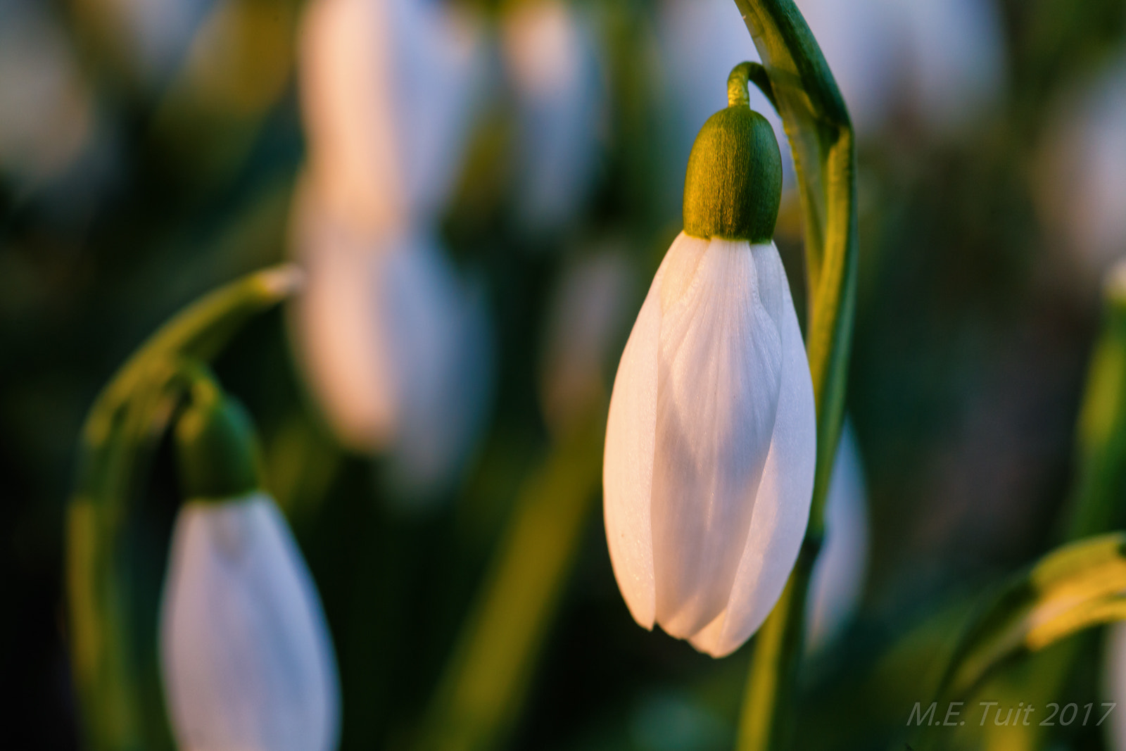 Canon EOS 6D + Sigma 105mm F2.8 EX DG Macro sample photo. Morning sun @ the flower photography