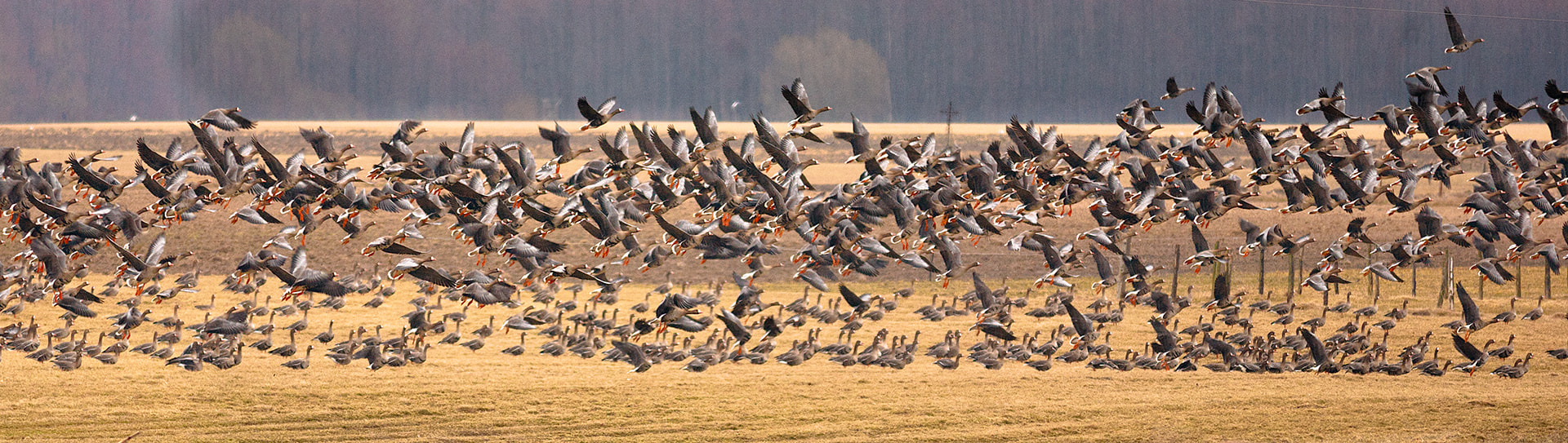 Canon EOS 5D + Canon EF 400mm F5.6L USM sample photo. Flights geese photography