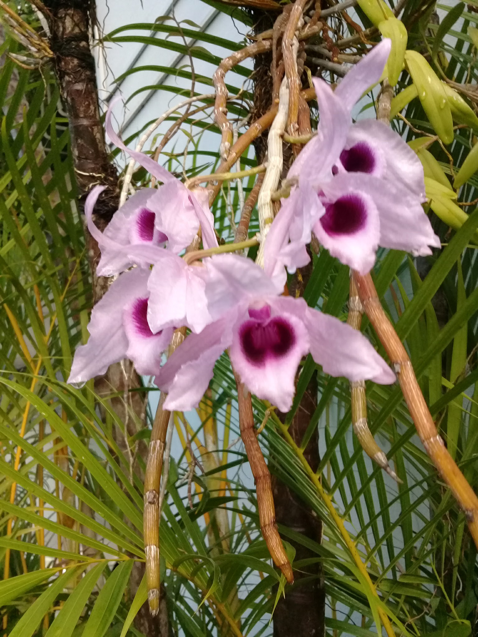 Samsung Galaxy J2 Prime sample photo. 5 orchid.jpg photography