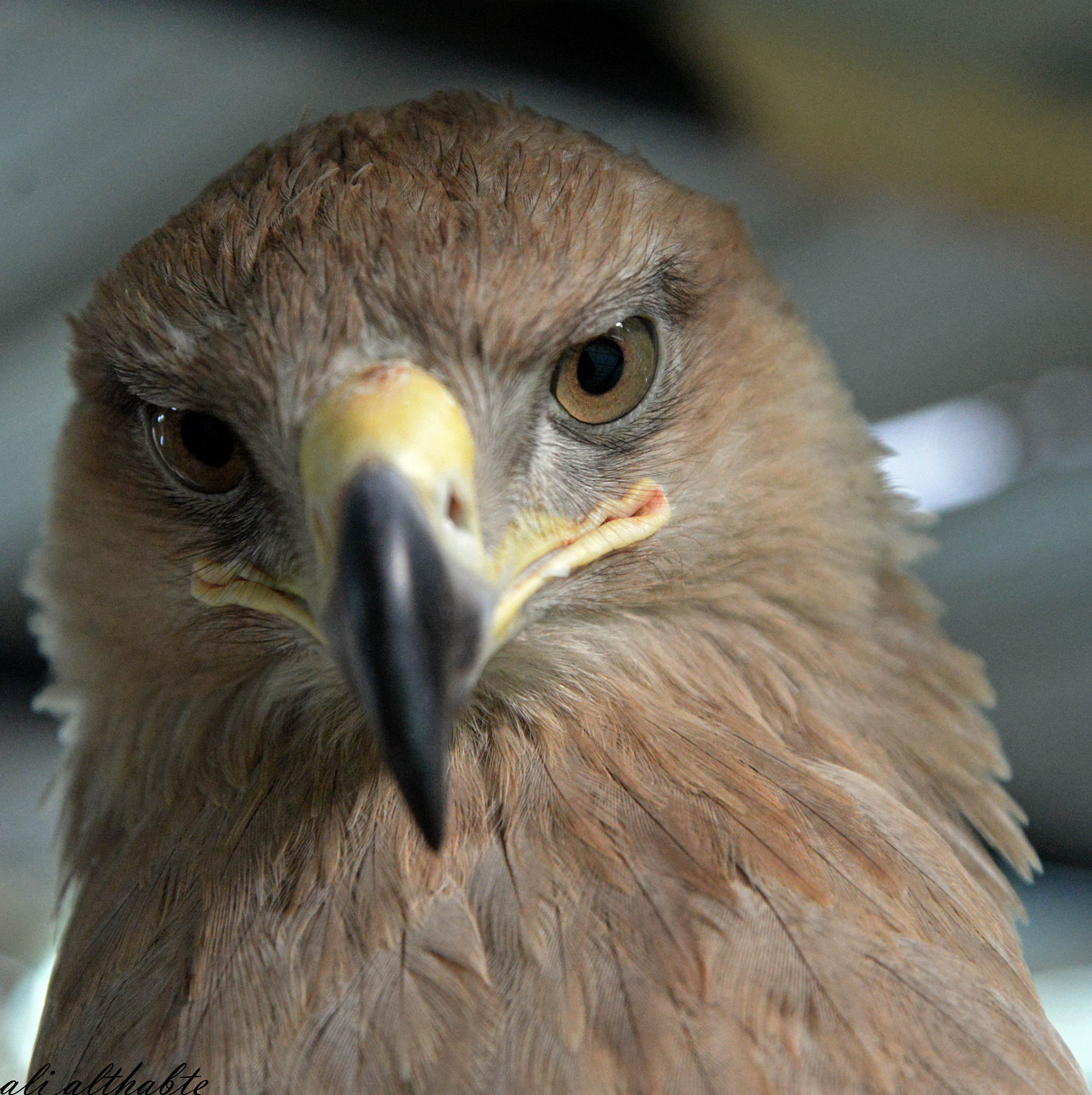 AF Zoom-Nikkor 24-50mm f/3.3-4.5 sample photo. The golden eagle.. photography
