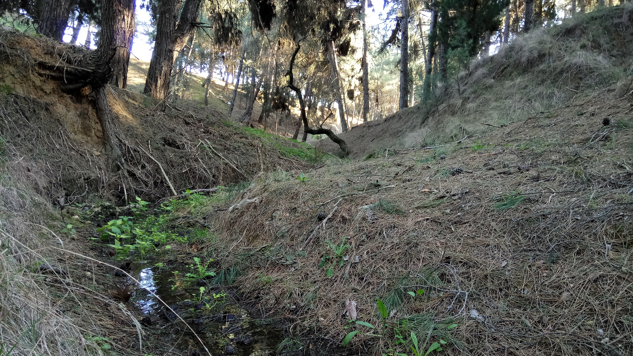 Xiaomi Redmi Pro sample photo. Forest escape 2 photography