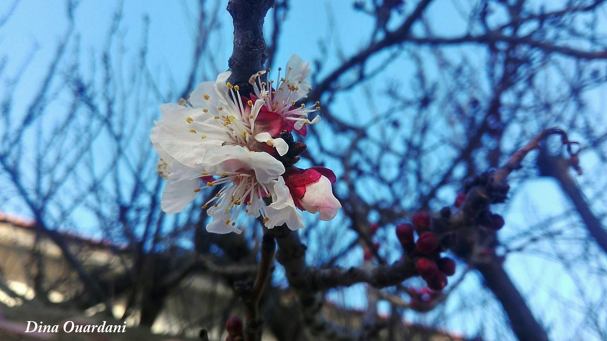 HUAWEI Cherry Mini sample photo