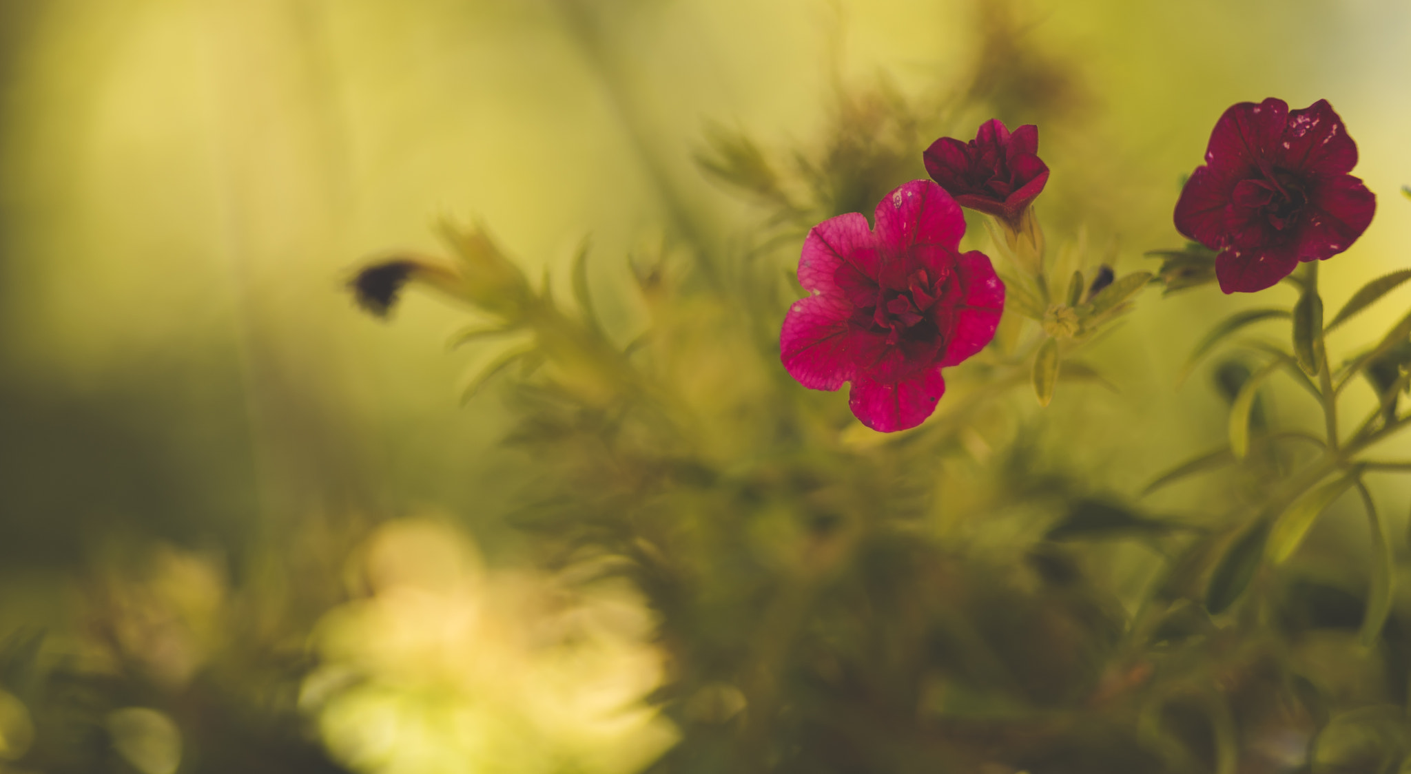 Nikon D750 sample photo. Flowered flowers photography