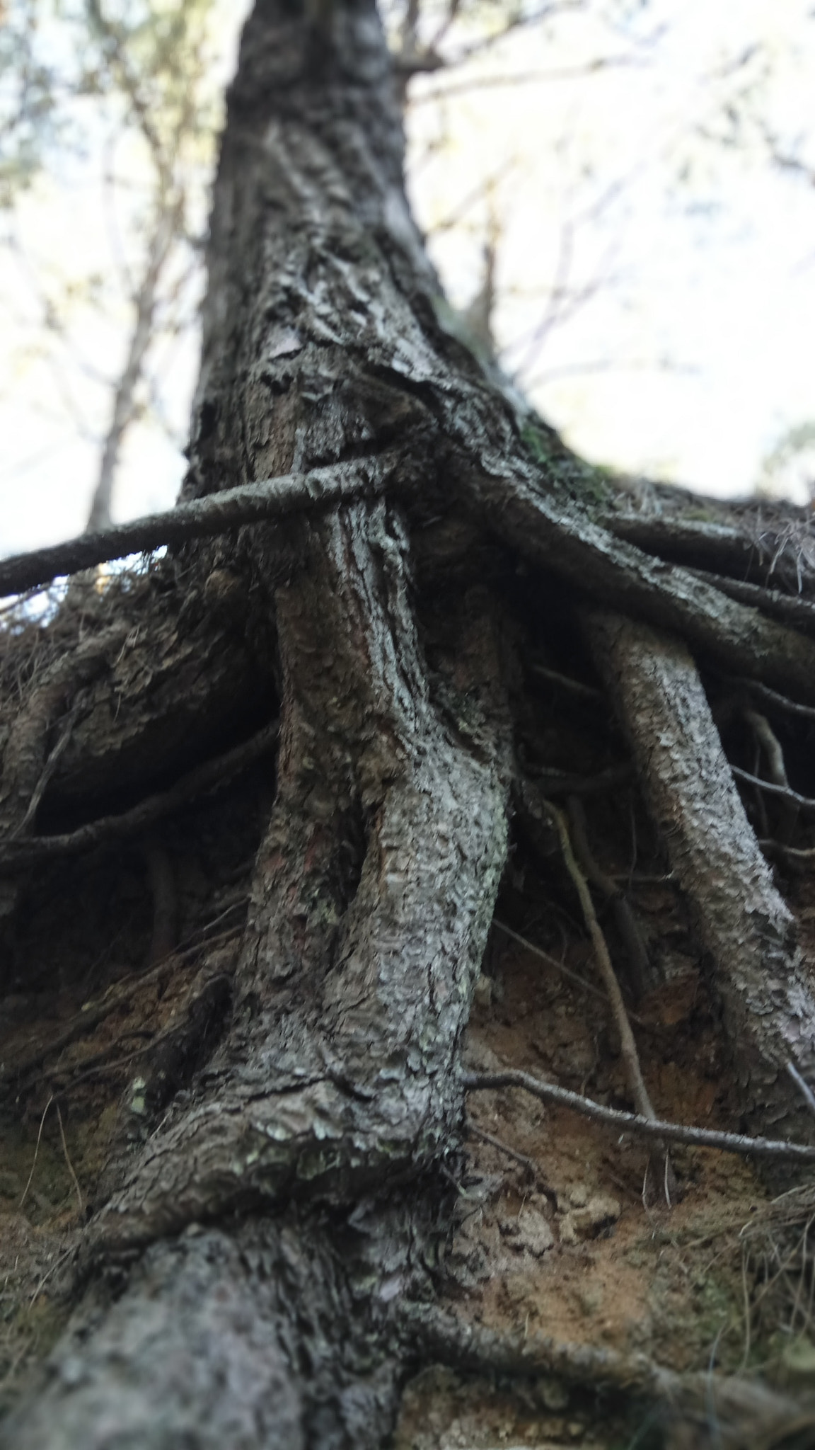 Xiaomi Redmi Pro sample photo. Forest escape 2 photography
