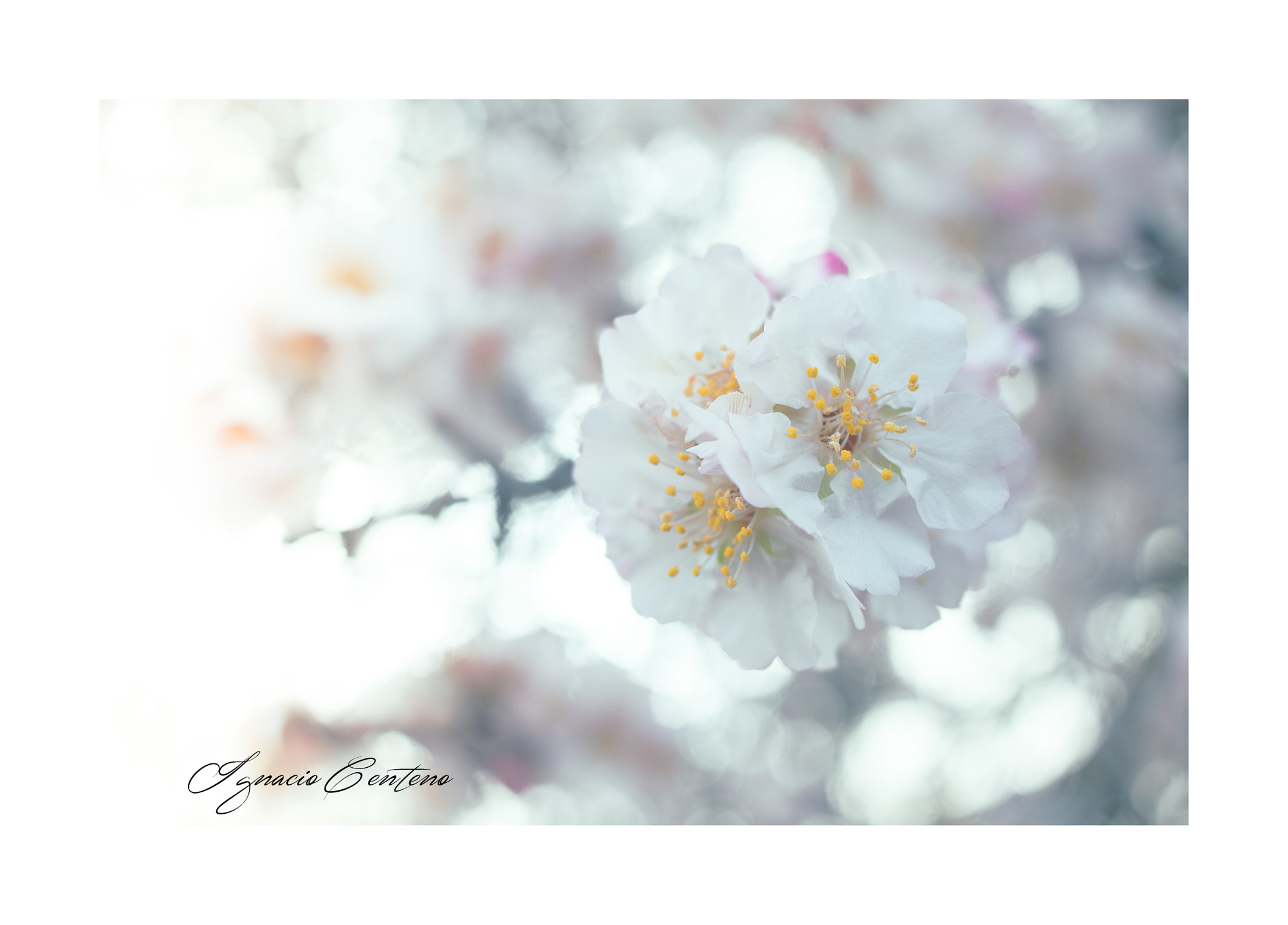 Canon EF-S 24mm F2.8 STM sample photo