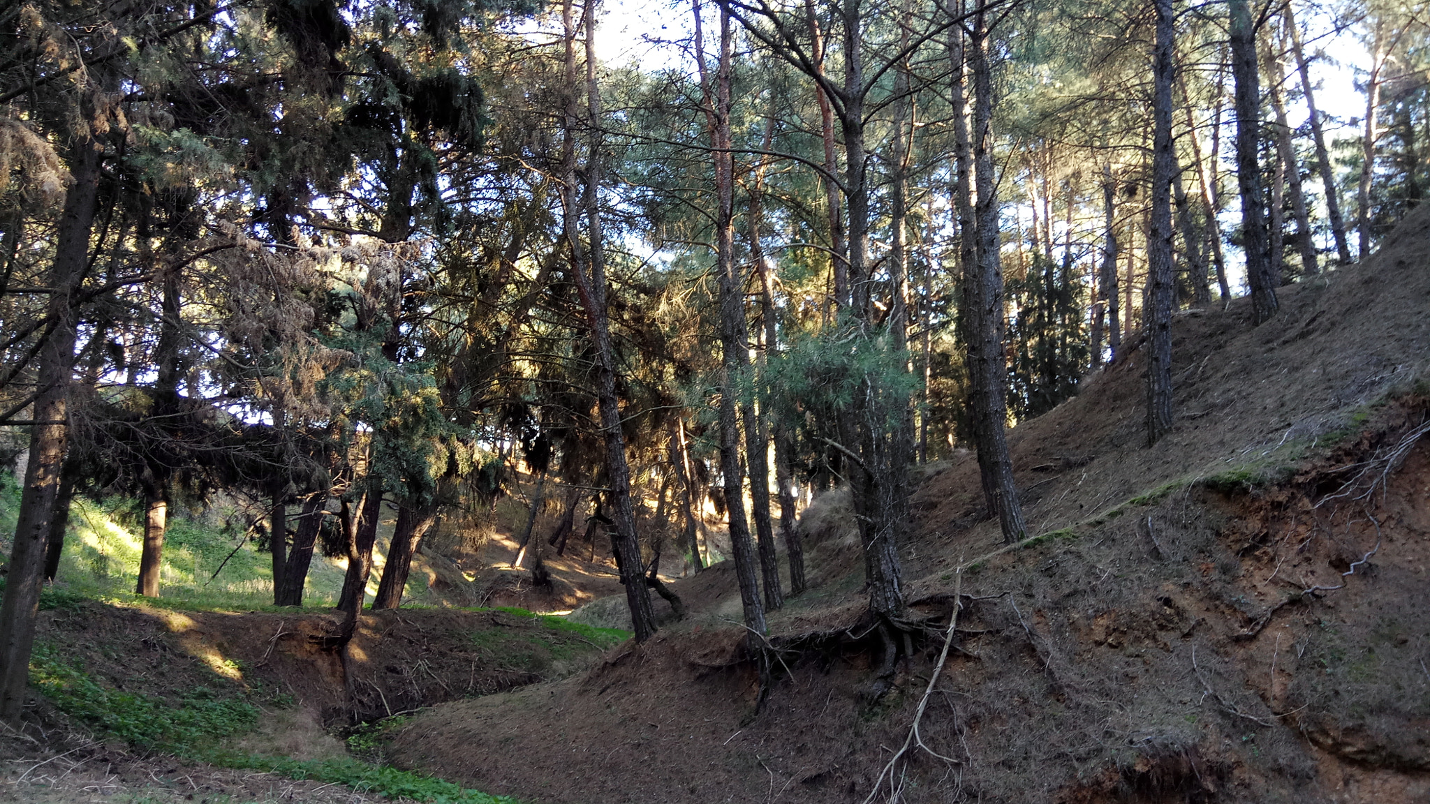 Xiaomi Redmi Pro sample photo. Forest escape 2 photography