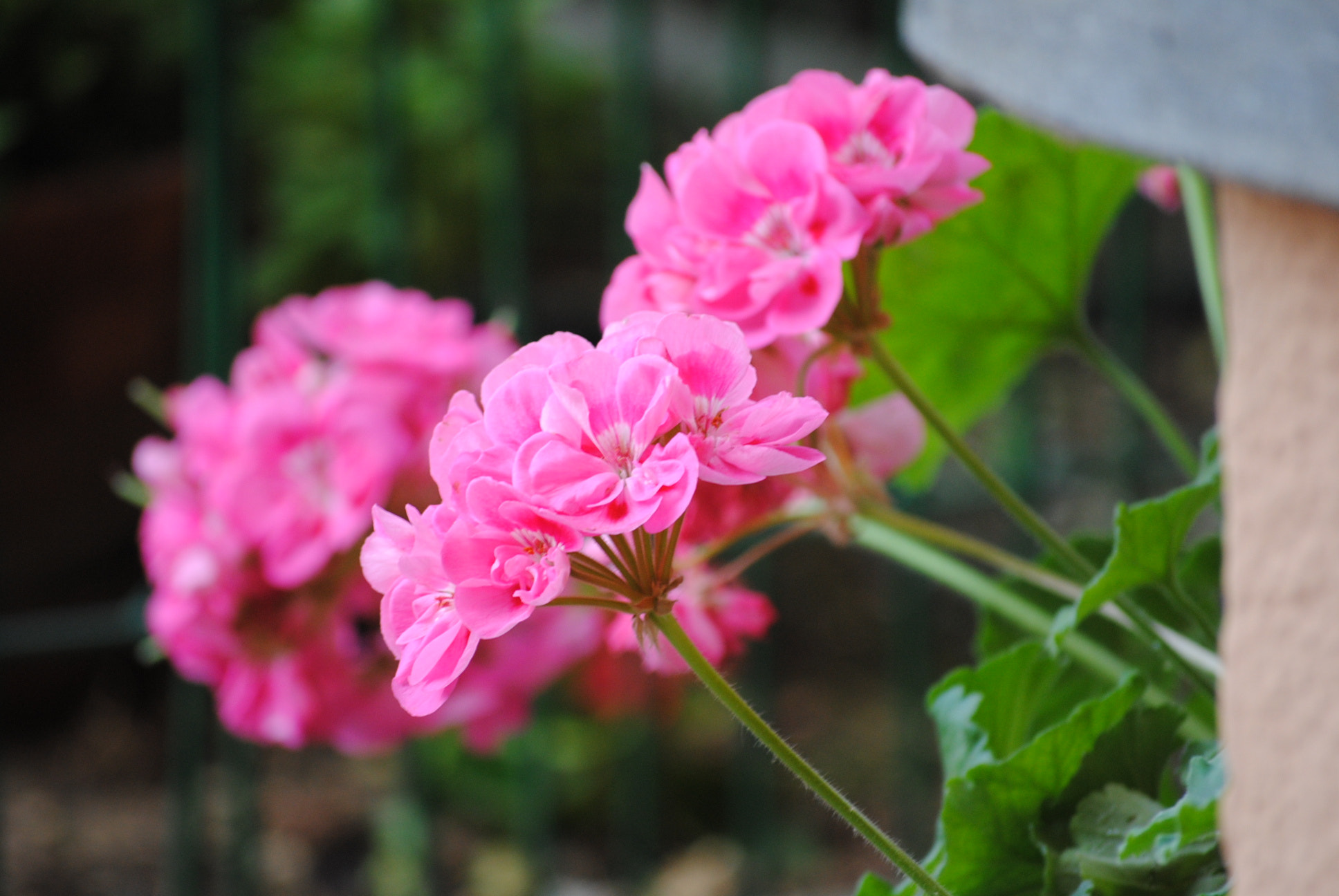Nikon D3000 sample photo. Fiori photography