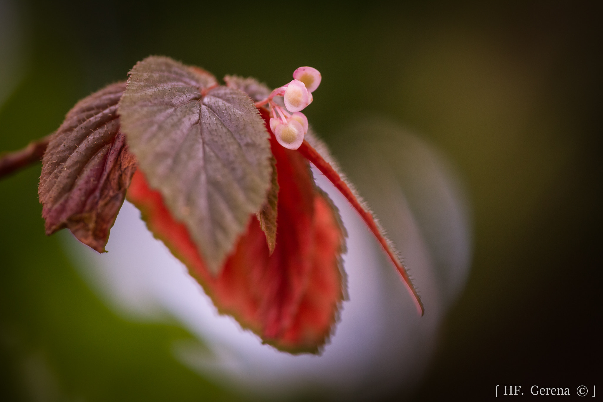 Sigma APO Macro 180mm F2.8 EX DG OS HSM sample photo. Spring photography