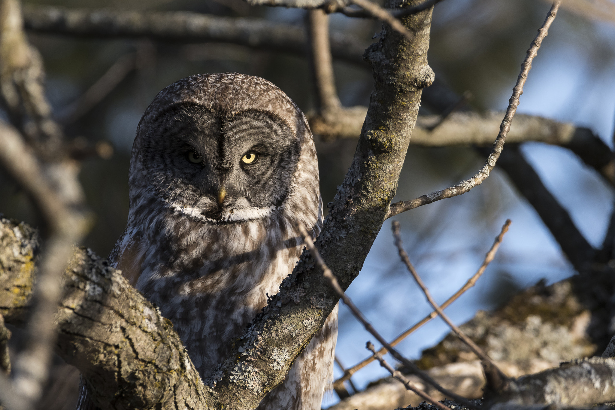 Sigma 150-600mm F5-6.3 DG OS HSM | C sample photo. Great grey owl photography