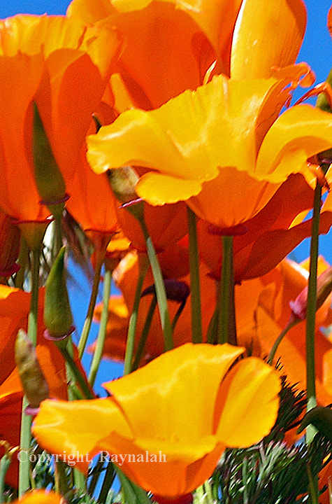 Nikon E4800 sample photo. Poppy power photography