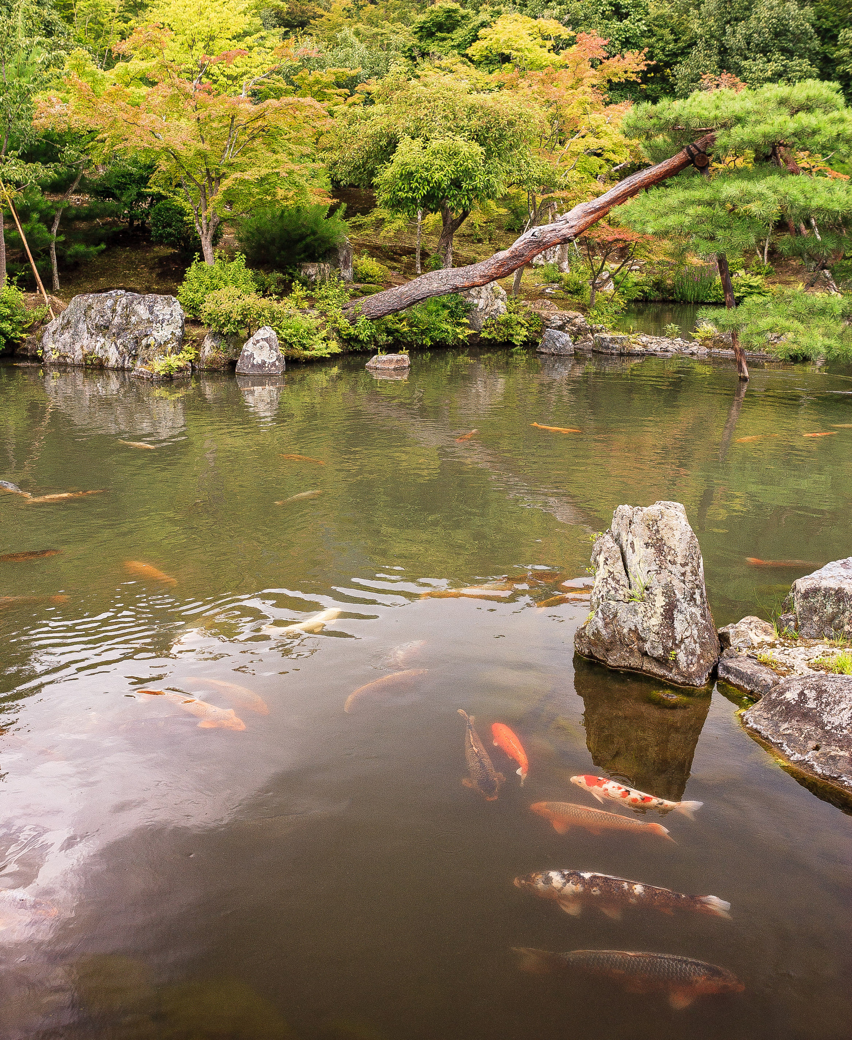 Canon EOS-1D Mark II sample photo. Koi pond photography