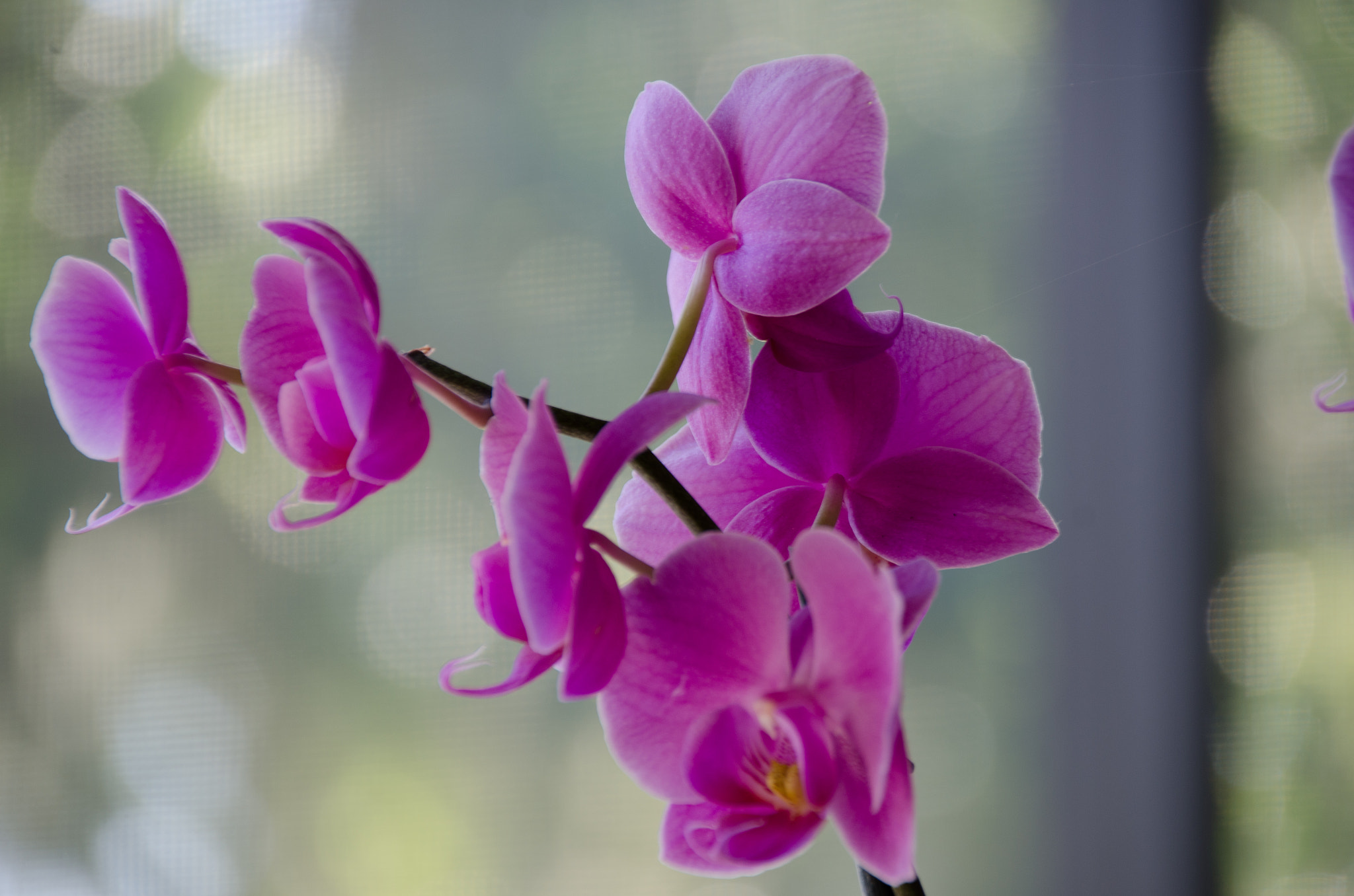 Sigma 18-250mm F3.5-6.3 DC Macro OS HSM sample photo. Beauty on the vine. photography