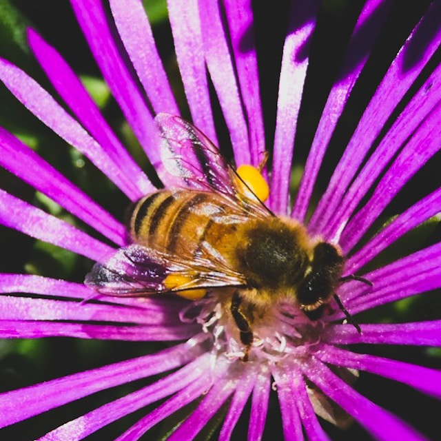 Nikon AF Nikkor 70-300mm F4-5.6G sample photo. Bee - 1 photography