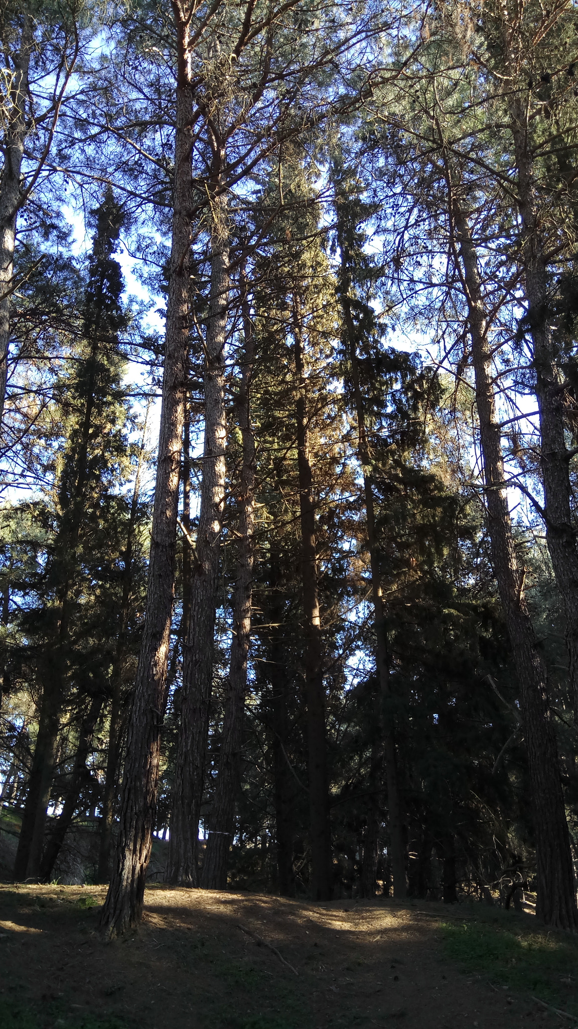 Xiaomi Redmi Pro sample photo. Forest escape 2 photography