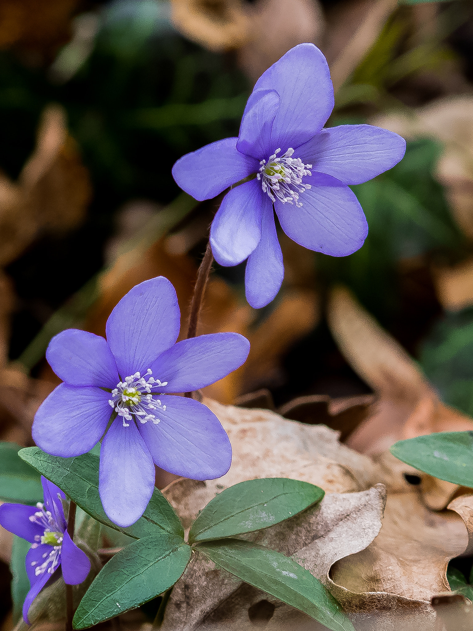 Olympus OM-D E-M1 sample photo. In the forest photography