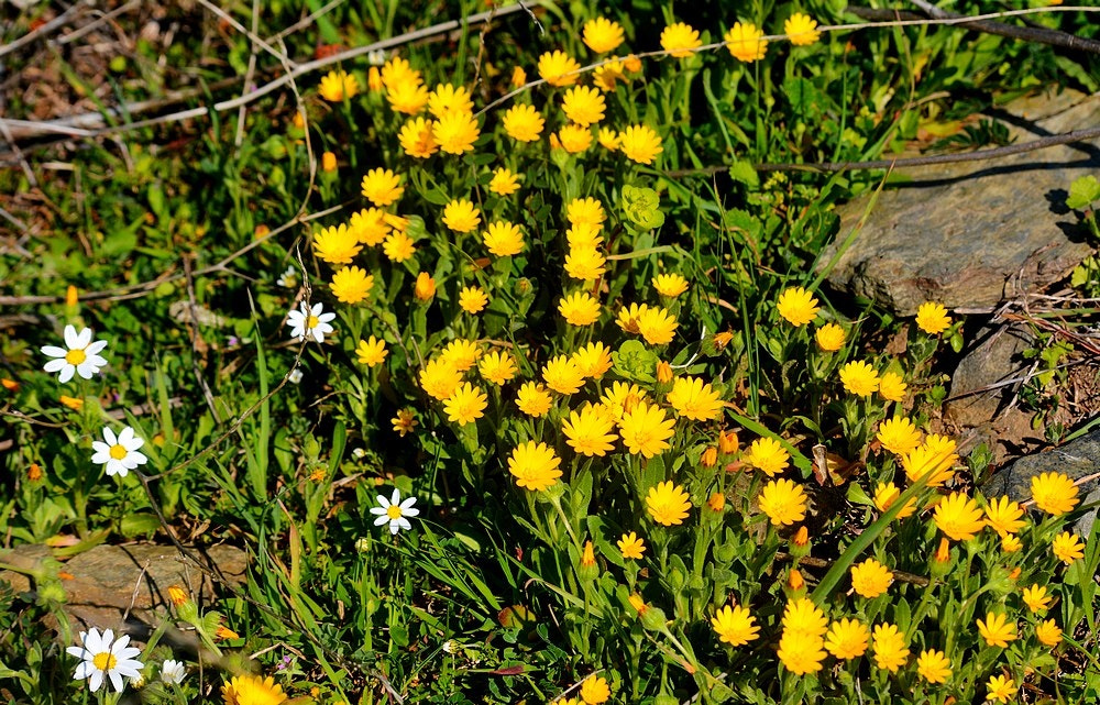 Nikon D7100 + Sigma 70-300mm F4-5.6 APO Macro Super II sample photo. Les fleurs des champs photography