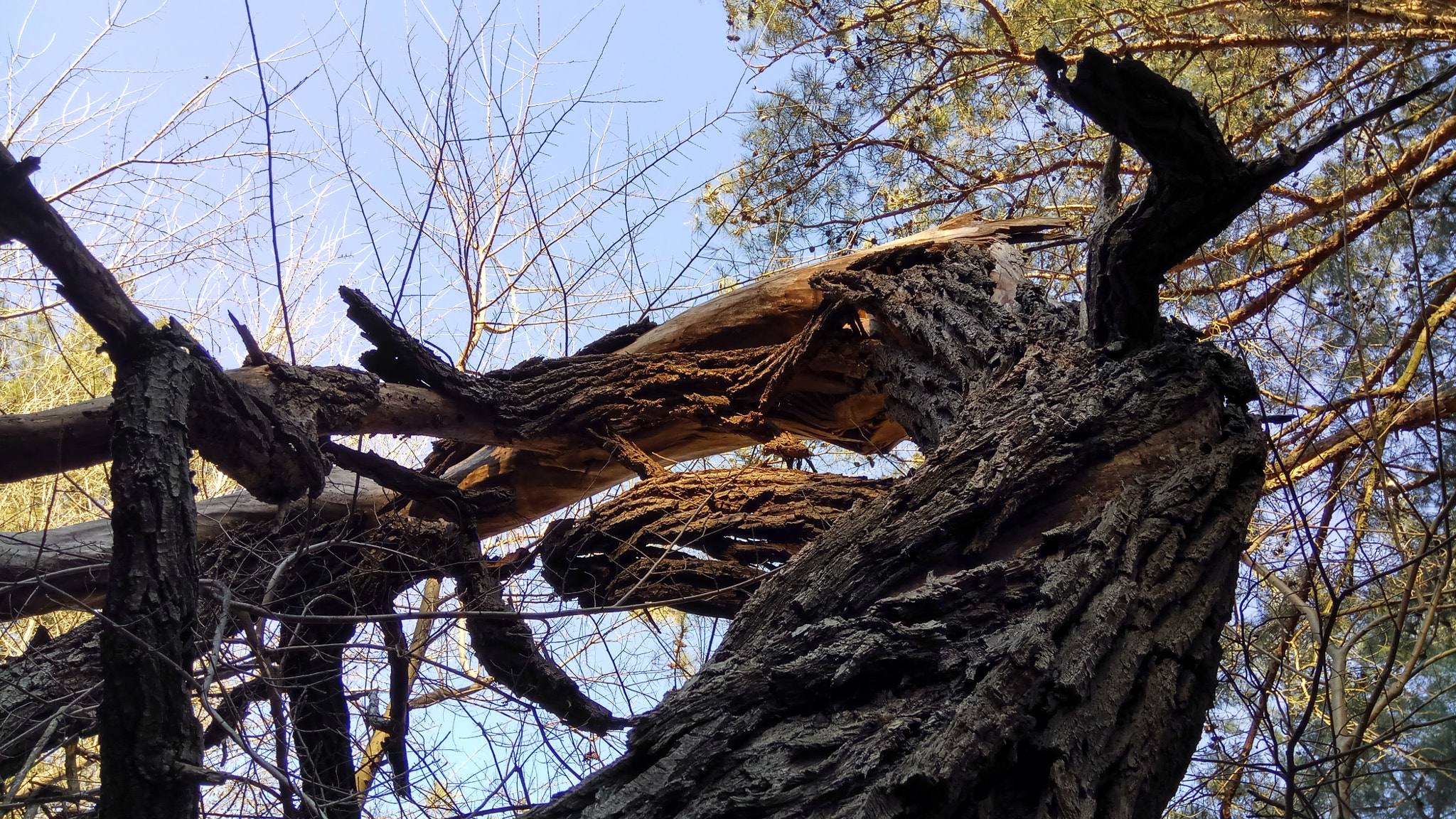 Xiaomi Redmi Pro sample photo. Forest escape 2 photography