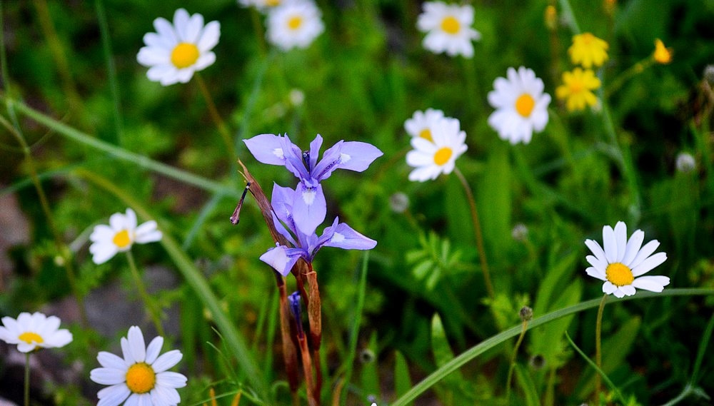 Sigma 70-300mm F4-5.6 APO Macro Super II sample photo. Les fleurs des champs photography