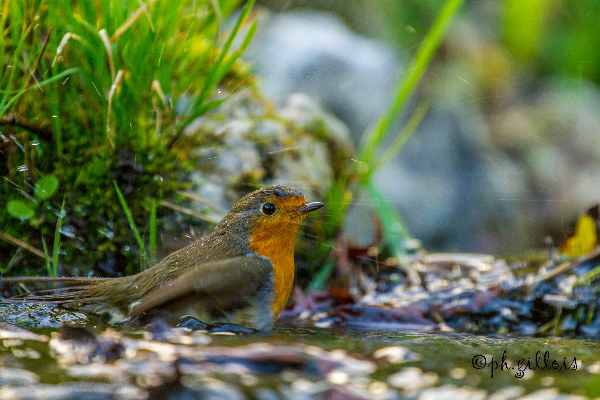 Canon EOS 7D + Canon EF 70-200mm F4L USM sample photo. Rouge gorge photography