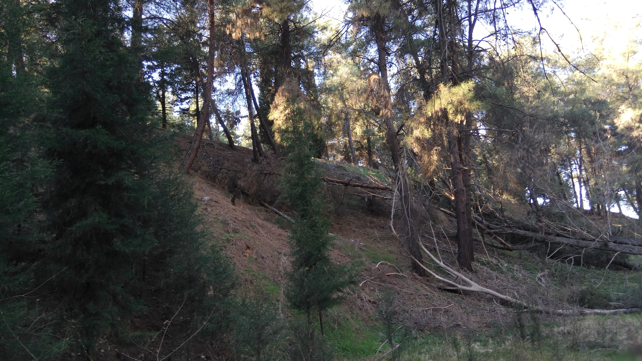 Xiaomi Redmi Pro sample photo. Forest escape 2 photography
