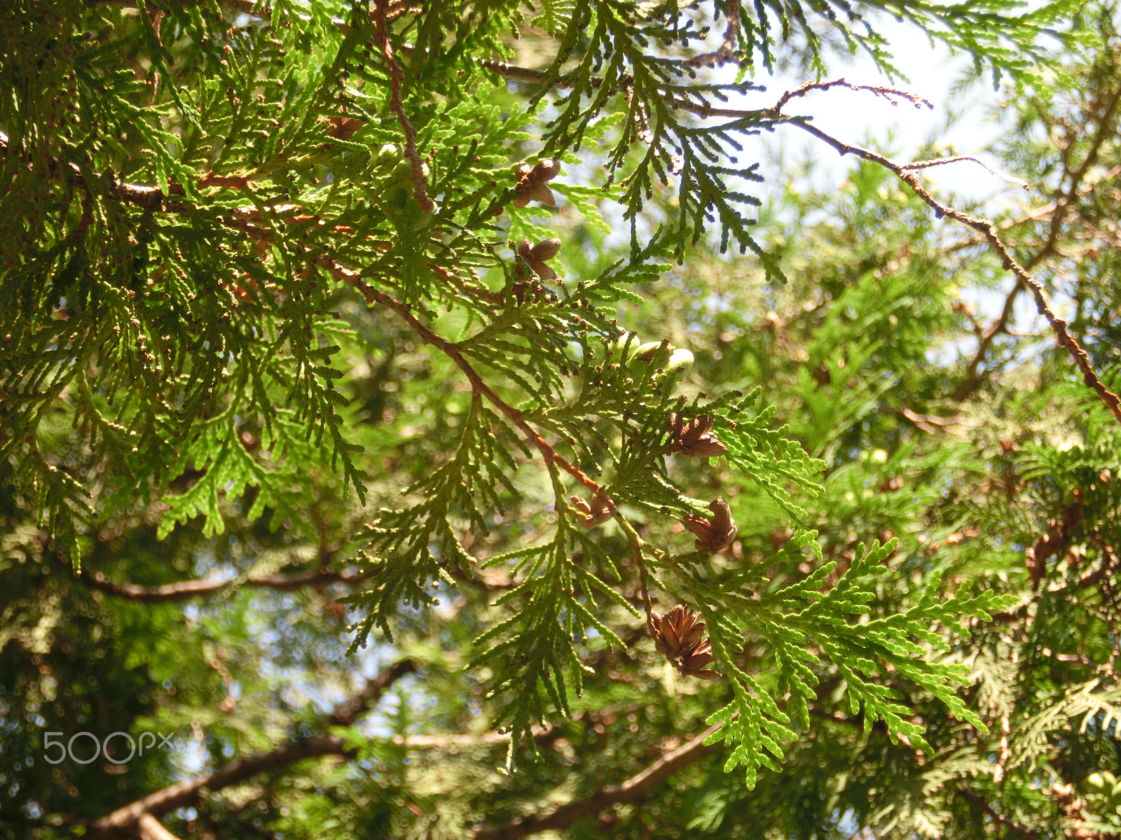 CASIO EX-ZR300 sample photo. Suntrees photography