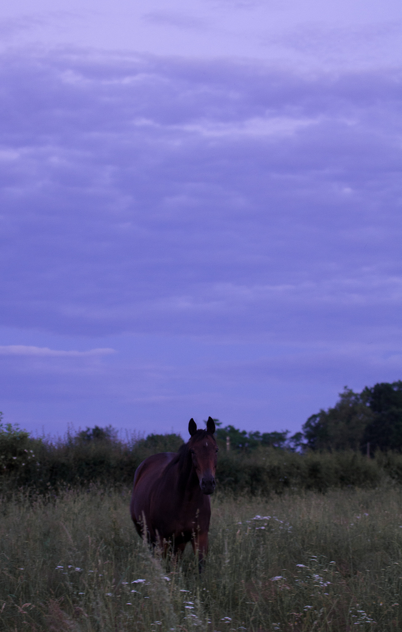 Canon EOS 450D (EOS Rebel XSi / EOS Kiss X2) + Canon EF 70-200mm F4L USM sample photo. Dreamy moonlight horse photography