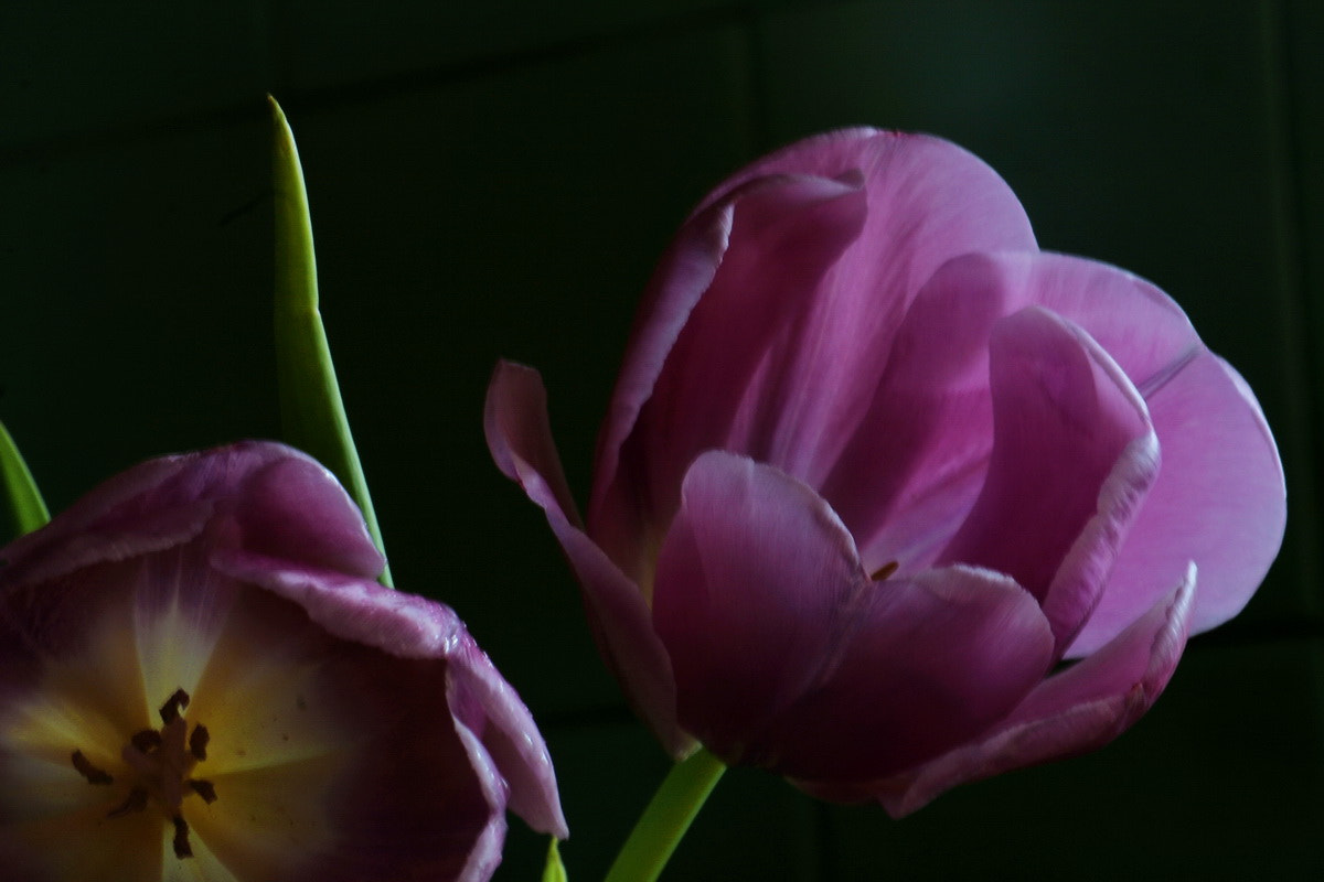 Canon EF-S 55-250mm F4-5.6 IS sample photo. Тюльпановый сон photography