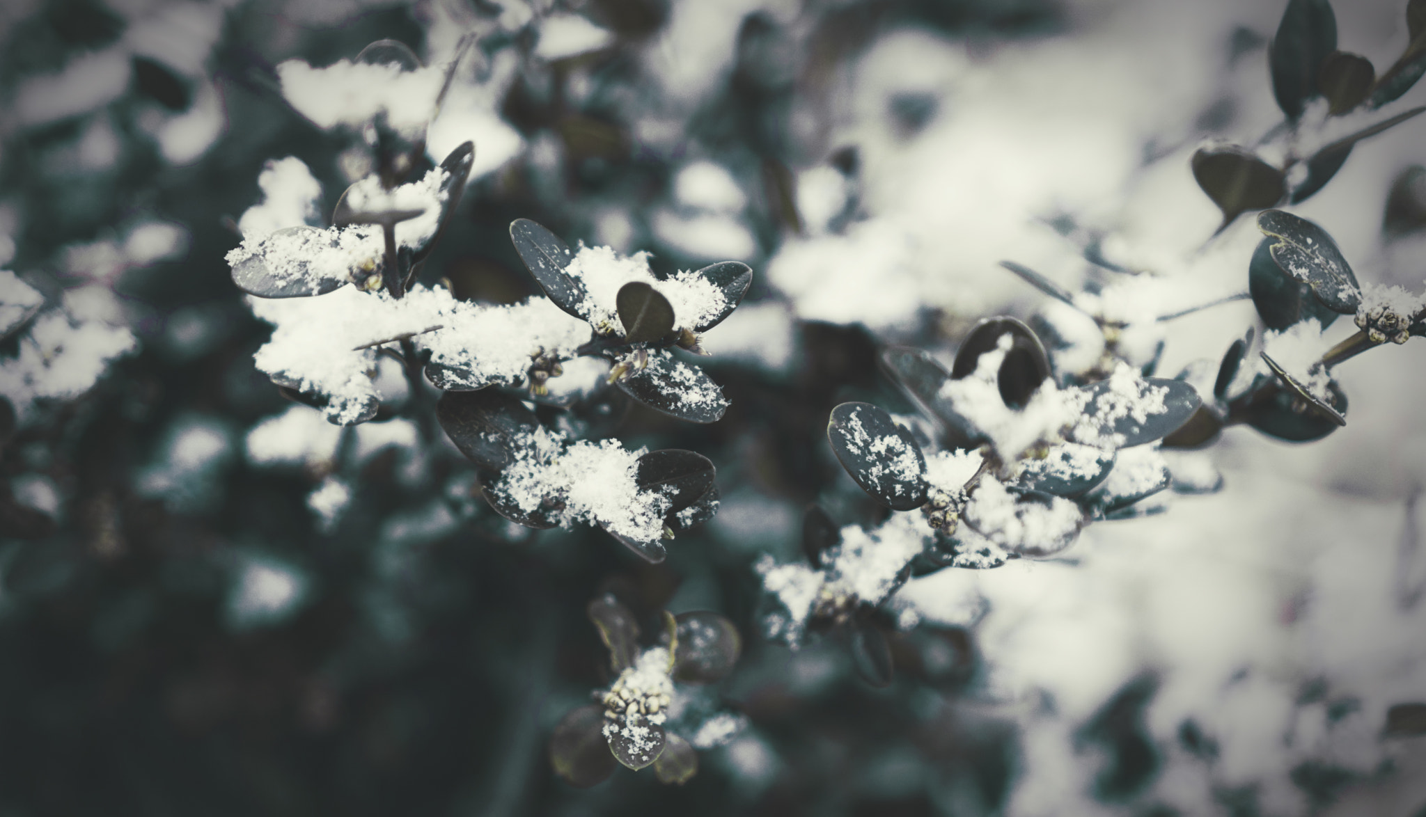 Sony E 35mm F1.8 OSS sample photo. Soft snow photography