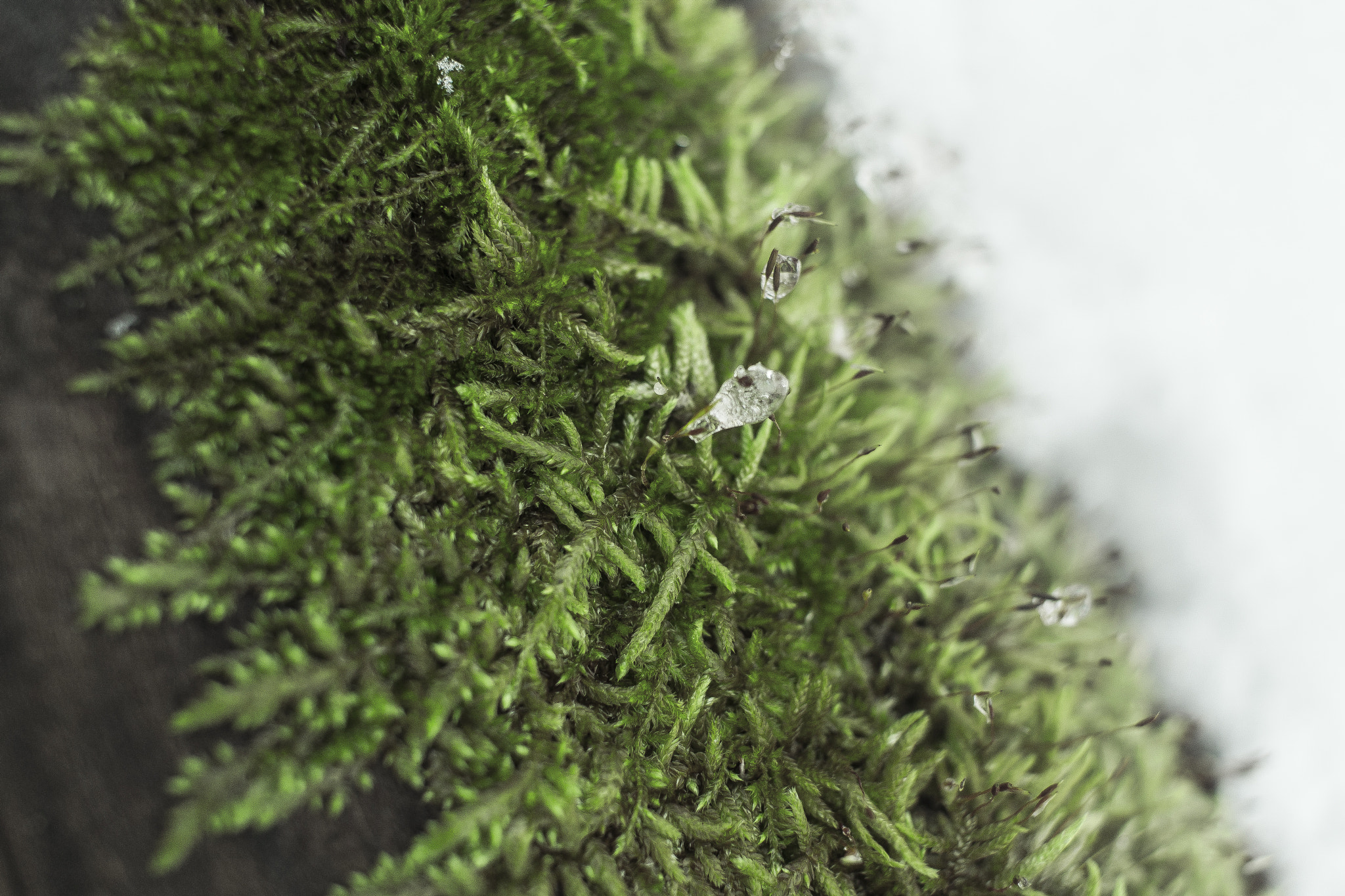Canon EF-S 24mm F2.8 STM sample photo. Diamond dew photography