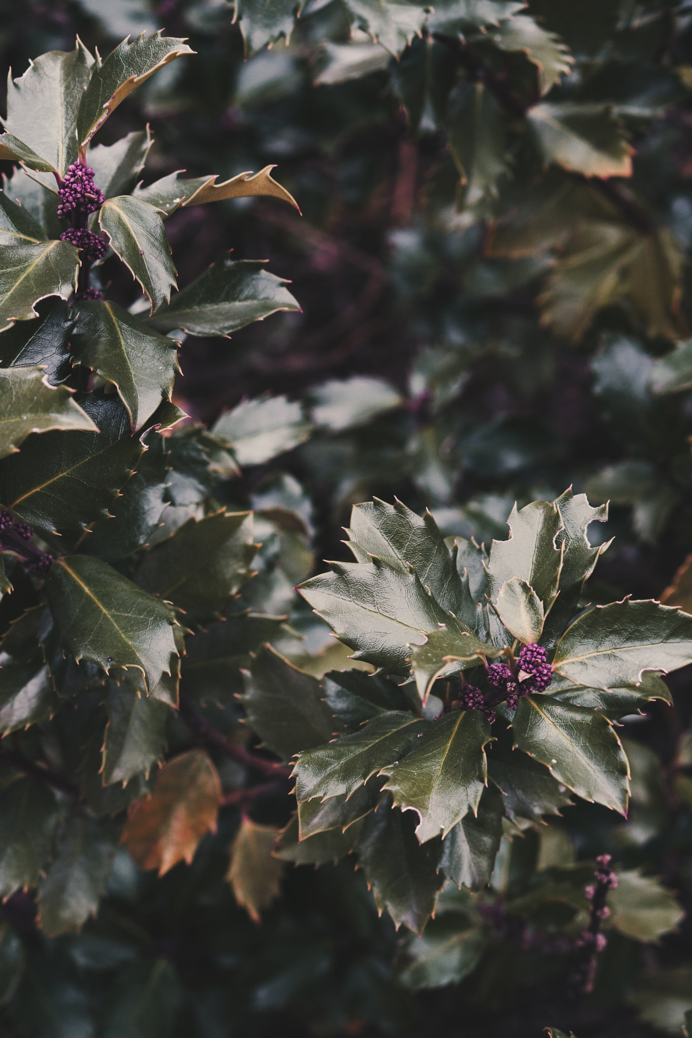 Sony a6300 + E 50mm F1.8 OSS sample photo. Dark bush photography
