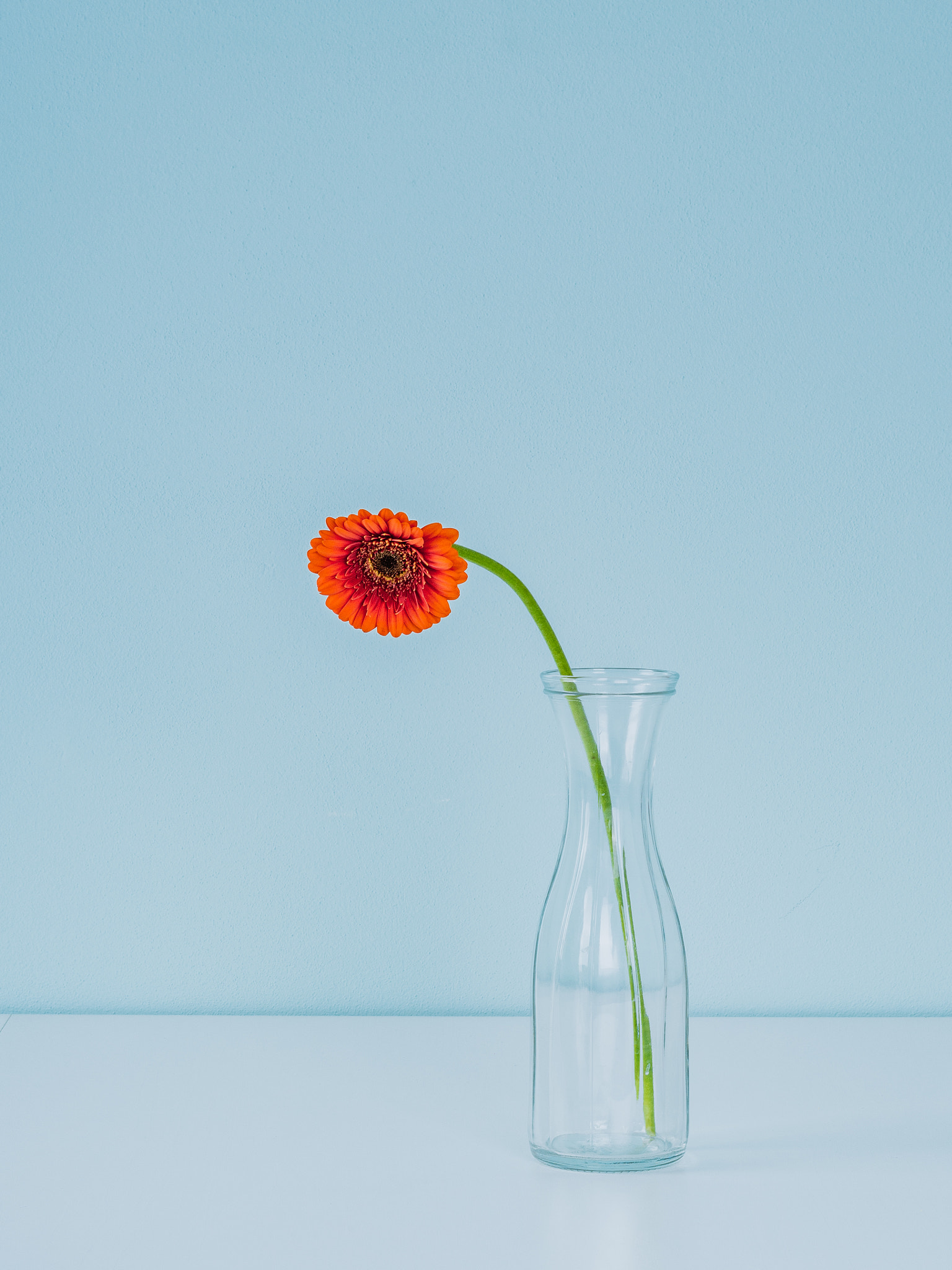 Olympus OM-D E-M10 + Olympus M.Zuiko Digital 45mm F1.8 sample photo. Single orange gerbera in the glass vase photography