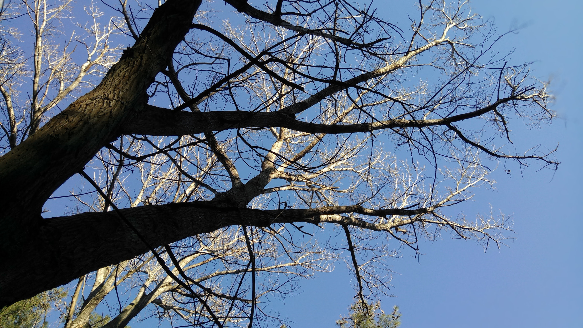 Xiaomi Redmi Pro sample photo. Forest escape 2 photography