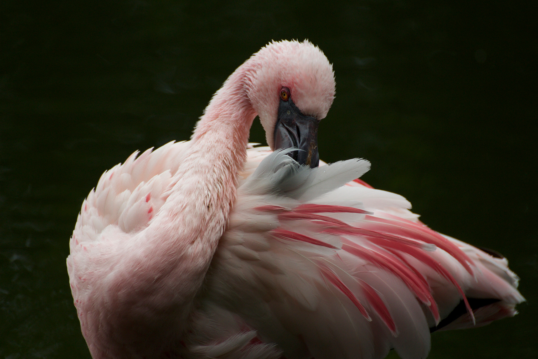 Canon EOS 650D (EOS Rebel T4i / EOS Kiss X6i) sample photo. Pink photography