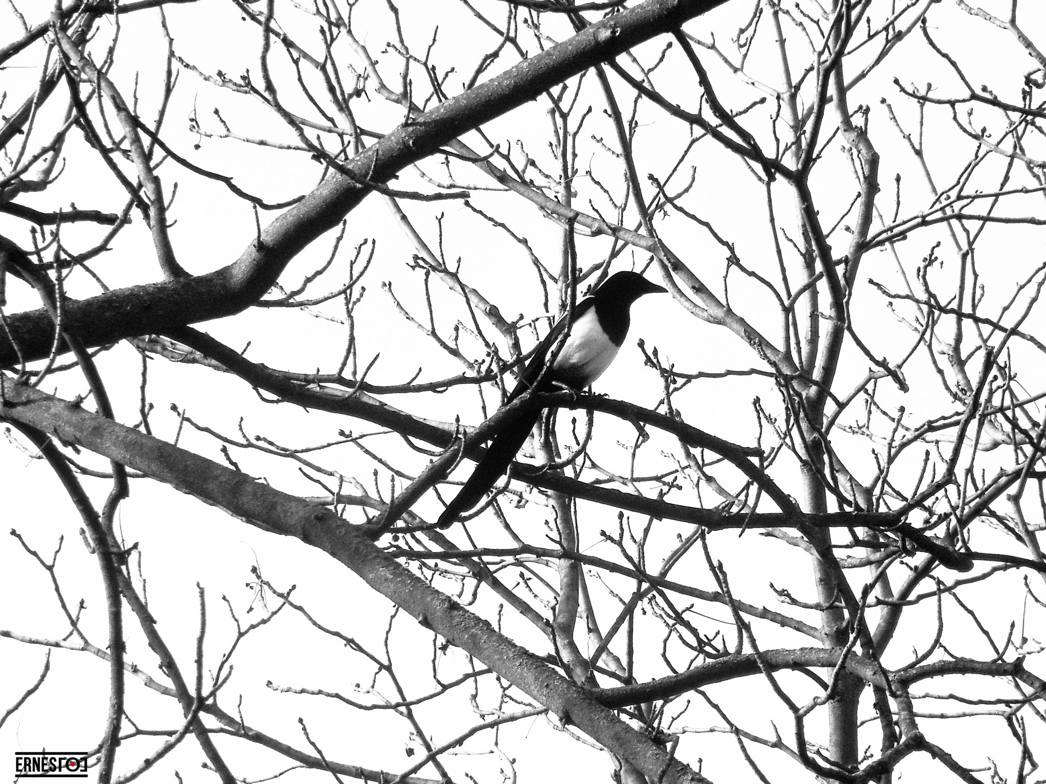 Nikon Coolpix S6200 sample photo. Bird in tree photography