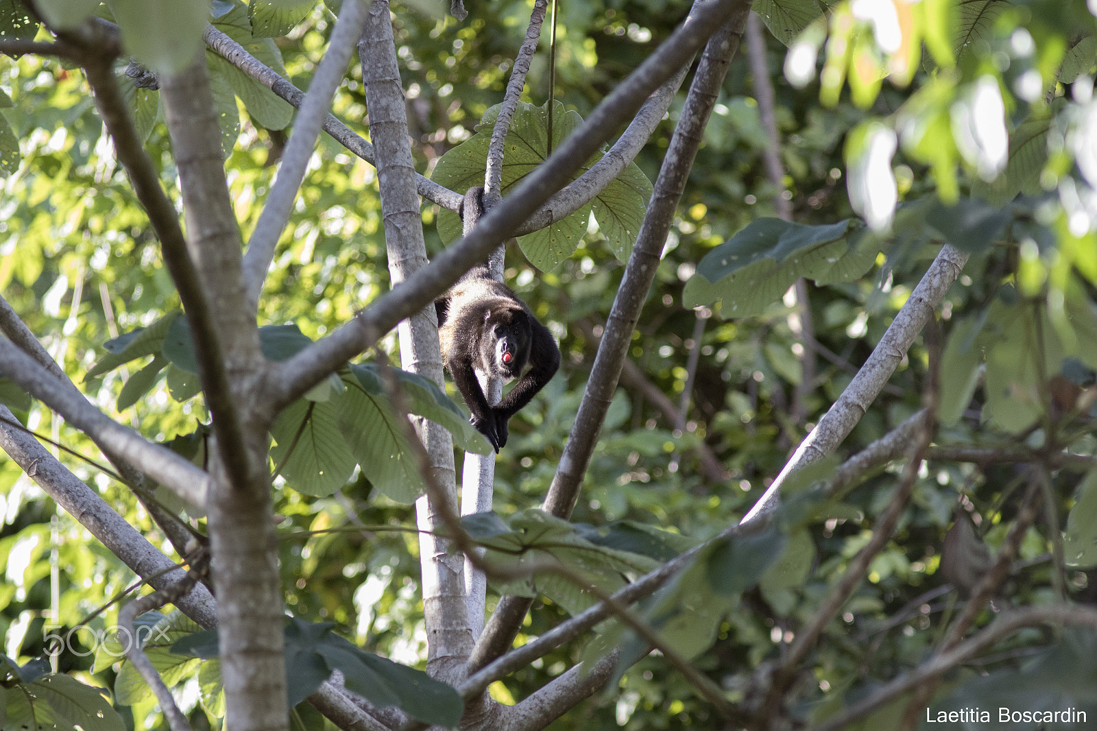 Canon EF 300mm F4L IS USM sample photo. Howler monkey photography