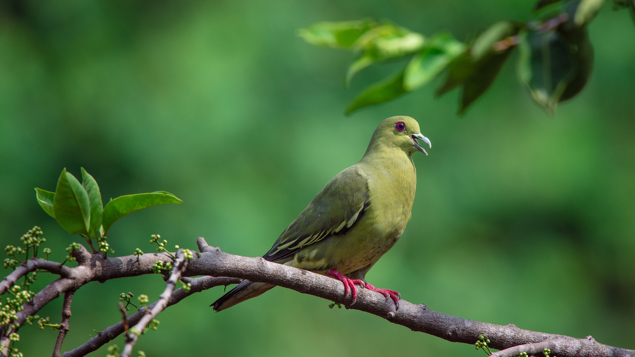 Nikon Nikkor AF-S 300mm F4E PF ED VR sample photo. Green against green photography