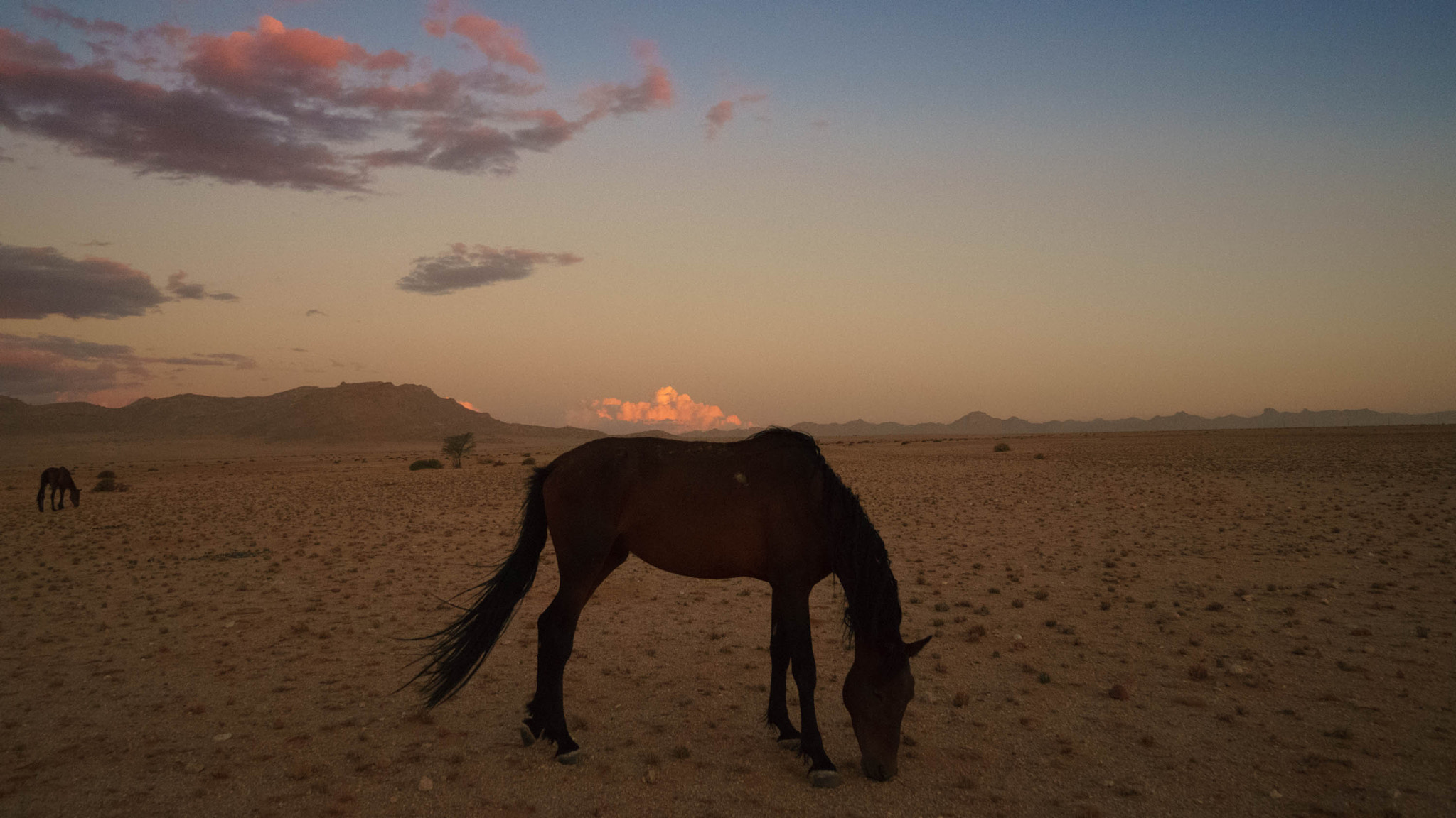 Sony Alpha a5000 (ILCE 5000) + Sony E 10-18mm F4 OSS sample photo. Beautiful namib desert horses photography