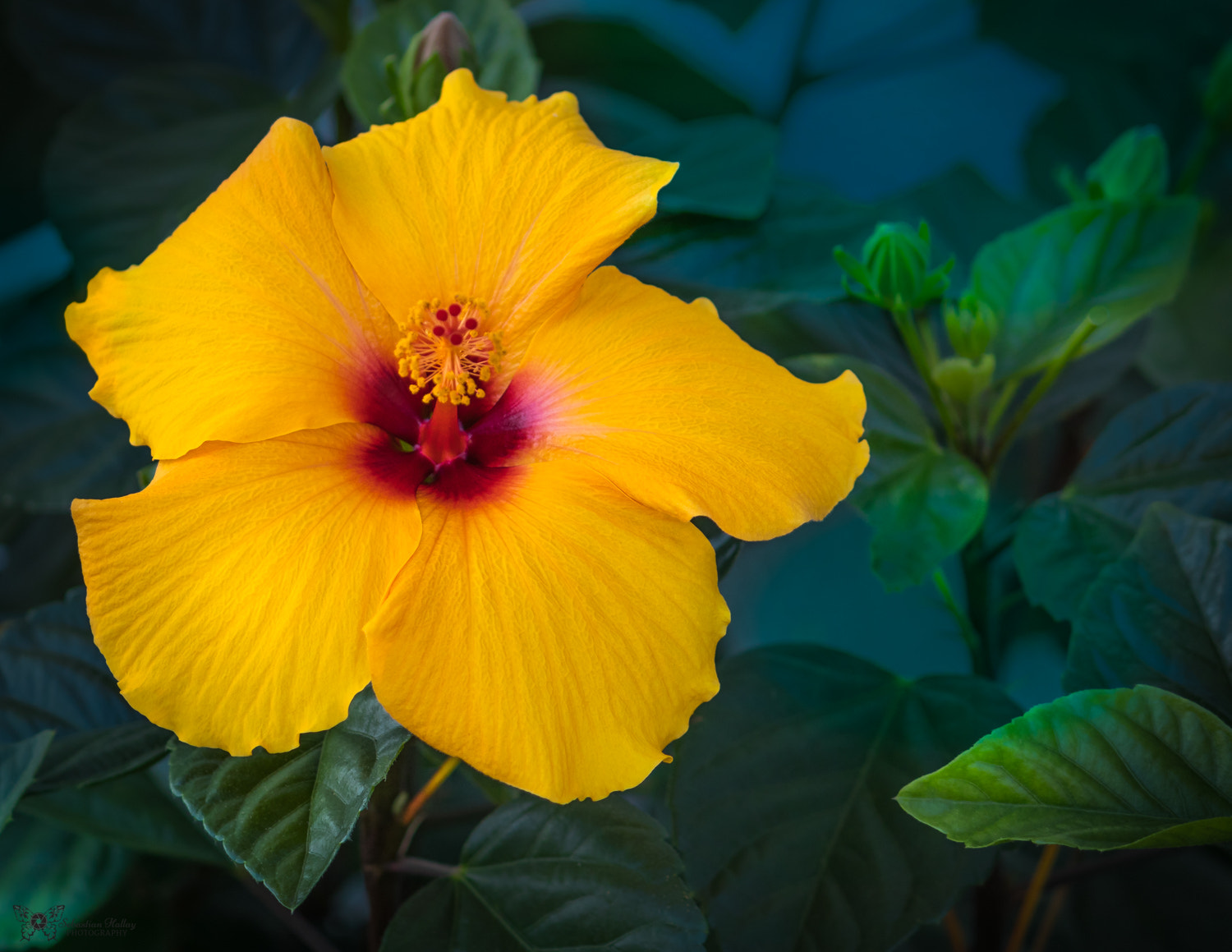 Canon EF-S 55-250mm F4-5.6 IS II sample photo. Yellow floral queen photography