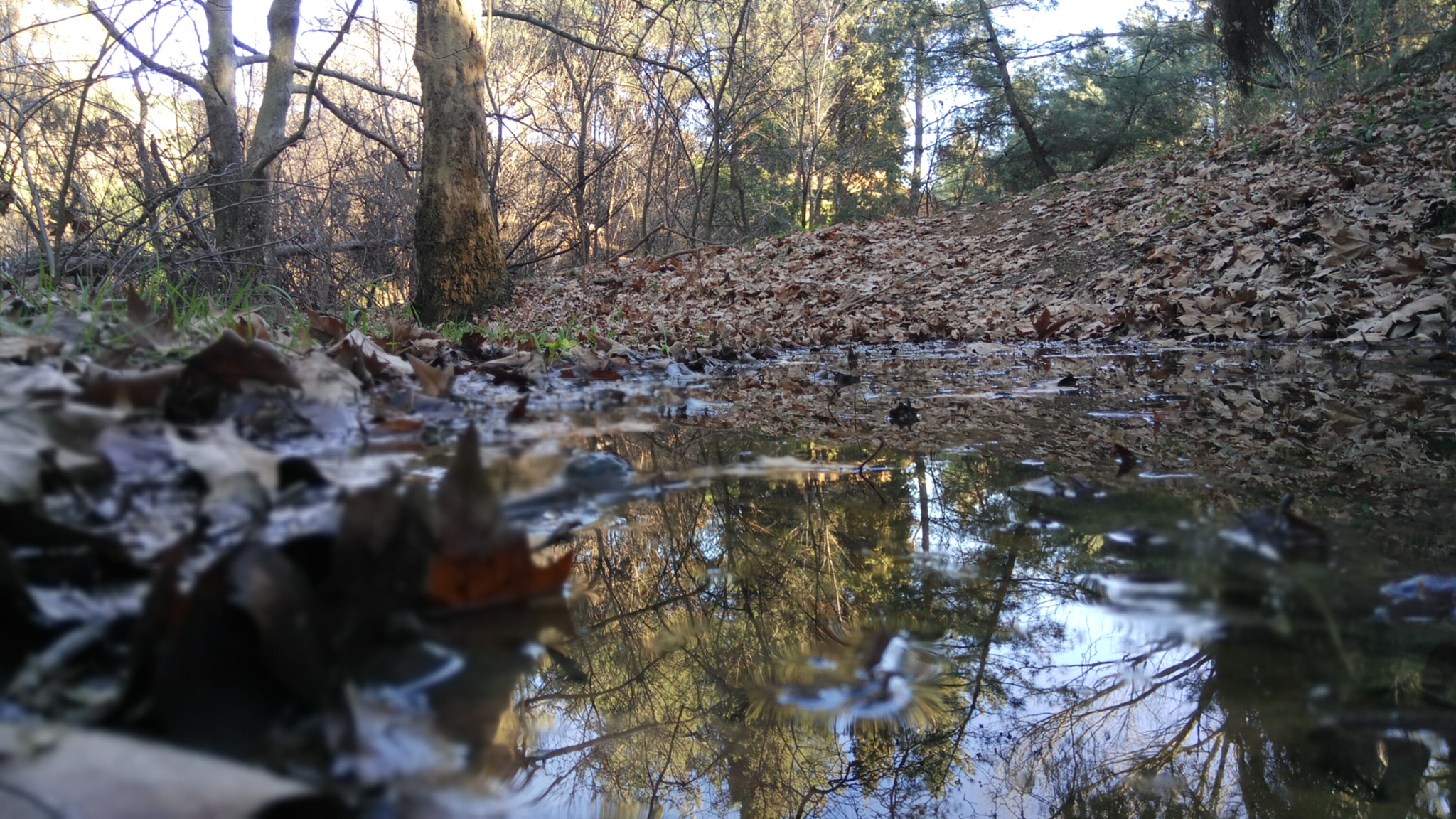 Xiaomi Redmi Pro sample photo. Forest escape 2 photography