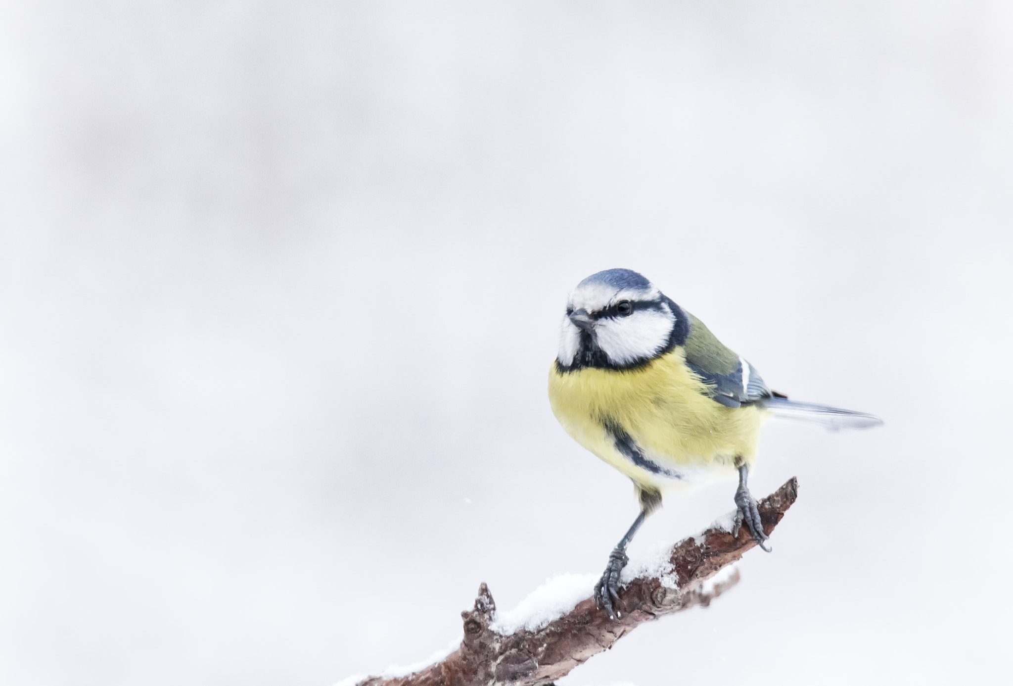 Tamron SP 150-600mm F5-6.3 Di VC USD sample photo. Mg photography