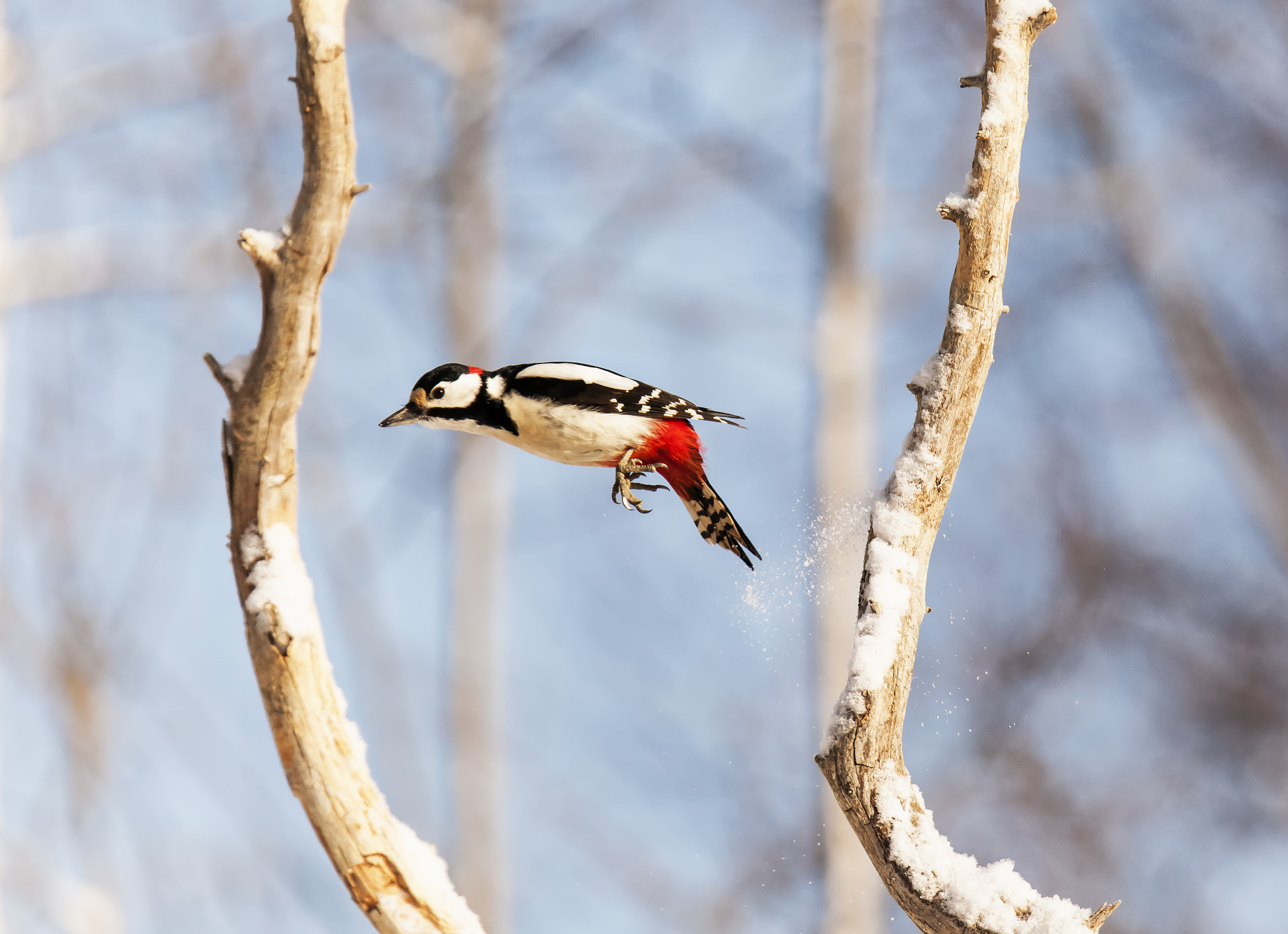 Tamron SP 150-600mm F5-6.3 Di VC USD sample photo. Mg photography