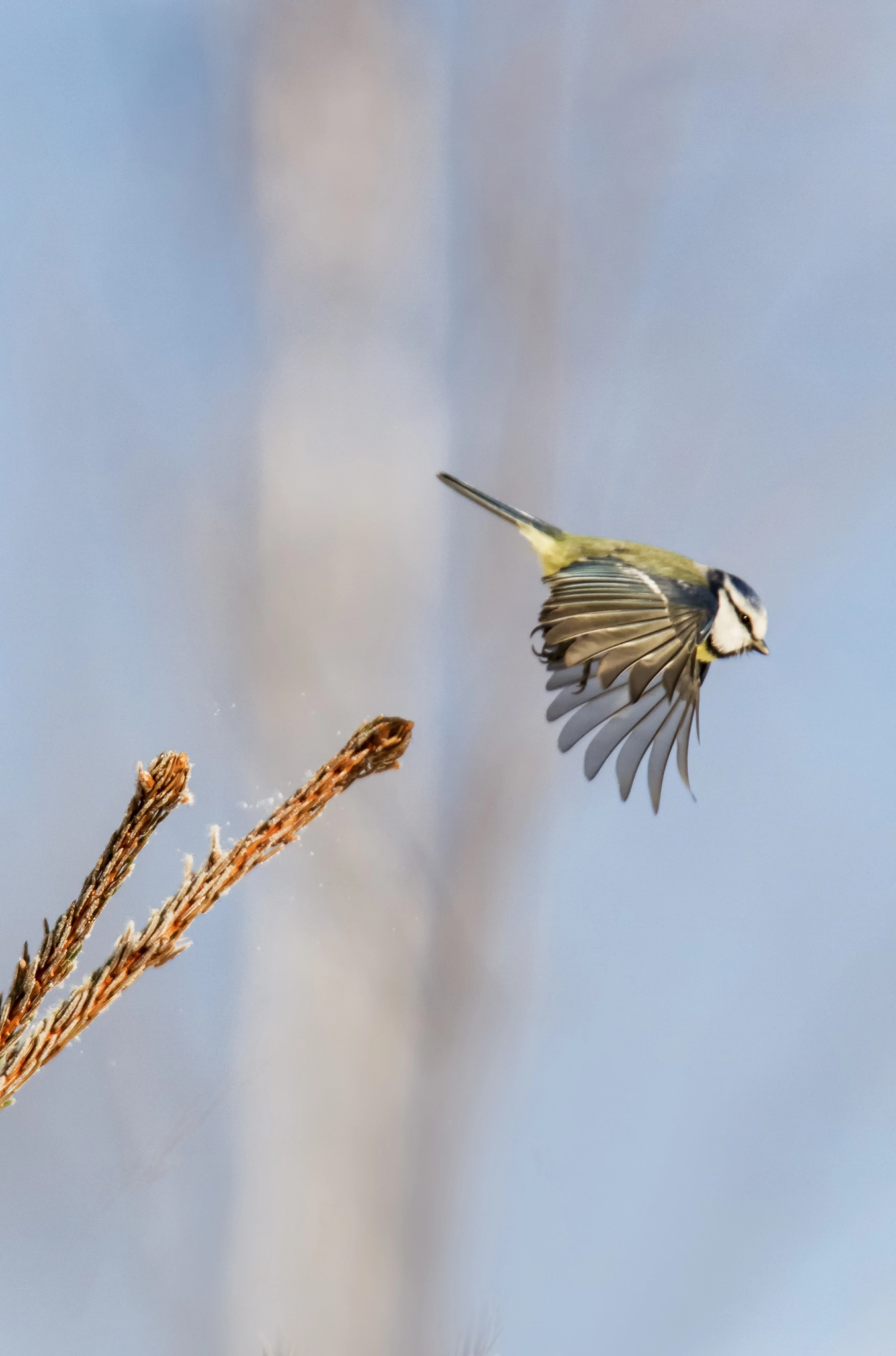 Tamron SP 150-600mm F5-6.3 Di VC USD sample photo. Mg photography