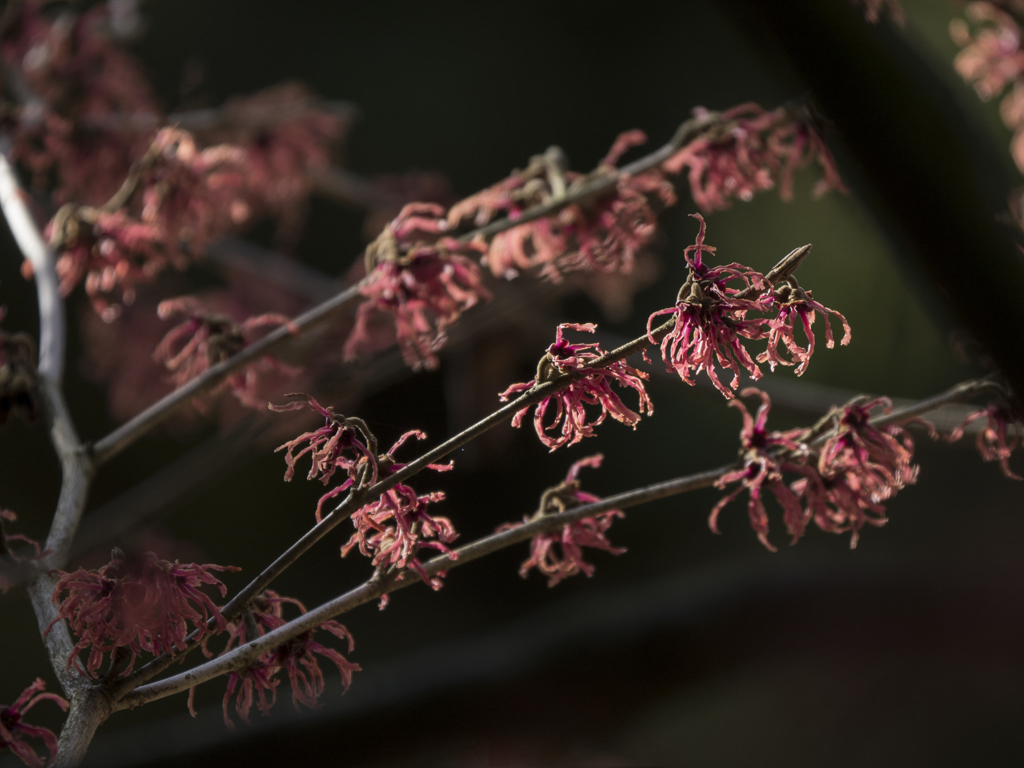 Olympus OM-D E-M5 II + LEICA DG 100-400/F4.0-6.3 sample photo. Hamamelis photography