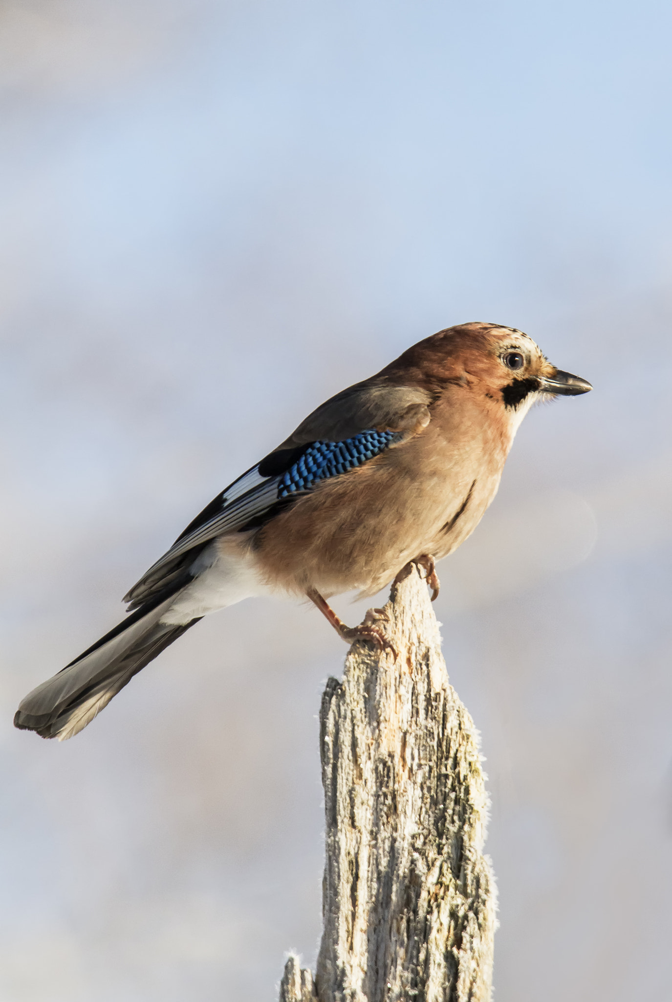Tamron SP 150-600mm F5-6.3 Di VC USD sample photo. Mg photography
