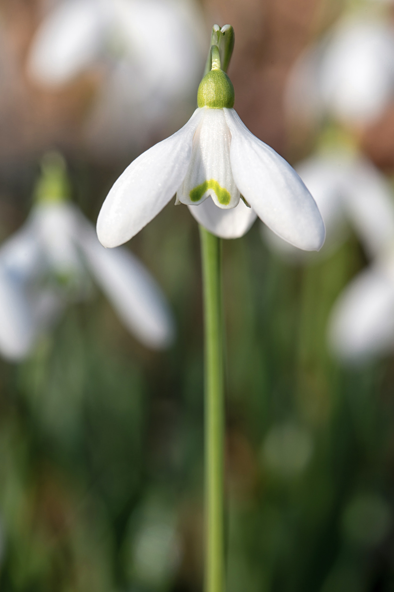 Canon EF 100mm F2.8 Macro USM sample photo. Central photography
