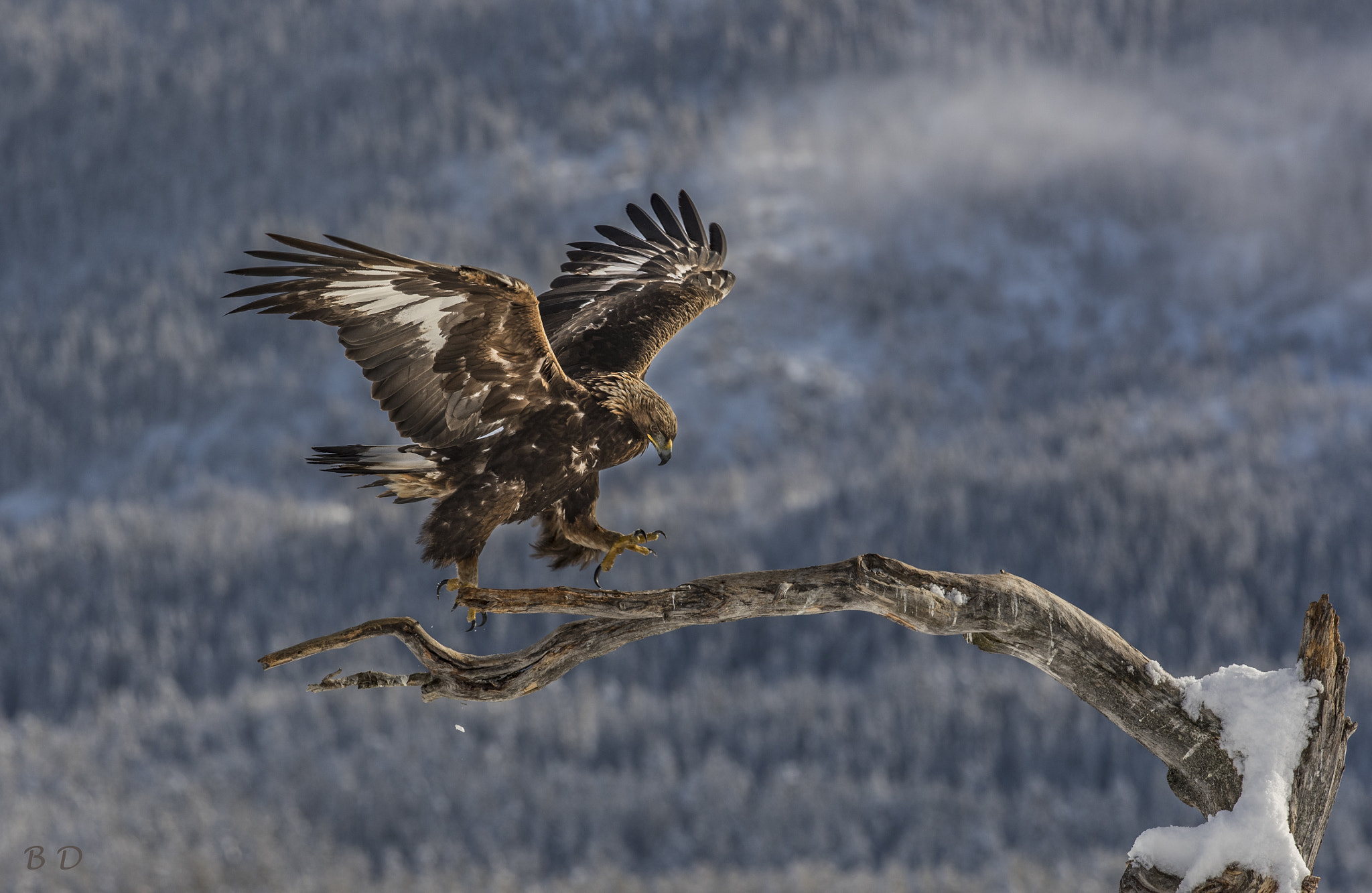 Canon EOS-1D X Mark II + Canon EF 300mm F2.8L IS USM sample photo. One and two an tree and here i go photography