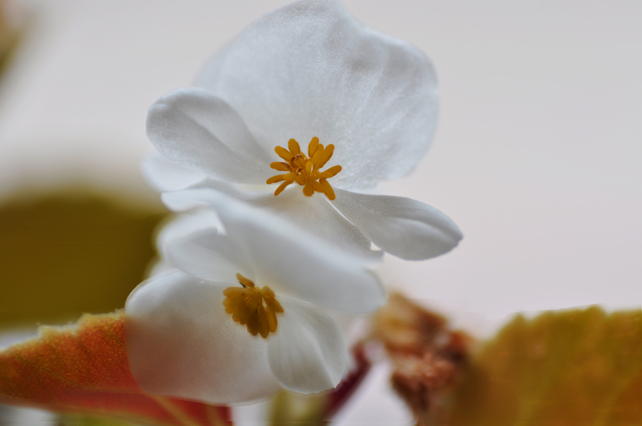 Nikon D5000 sample photo. Colores photography