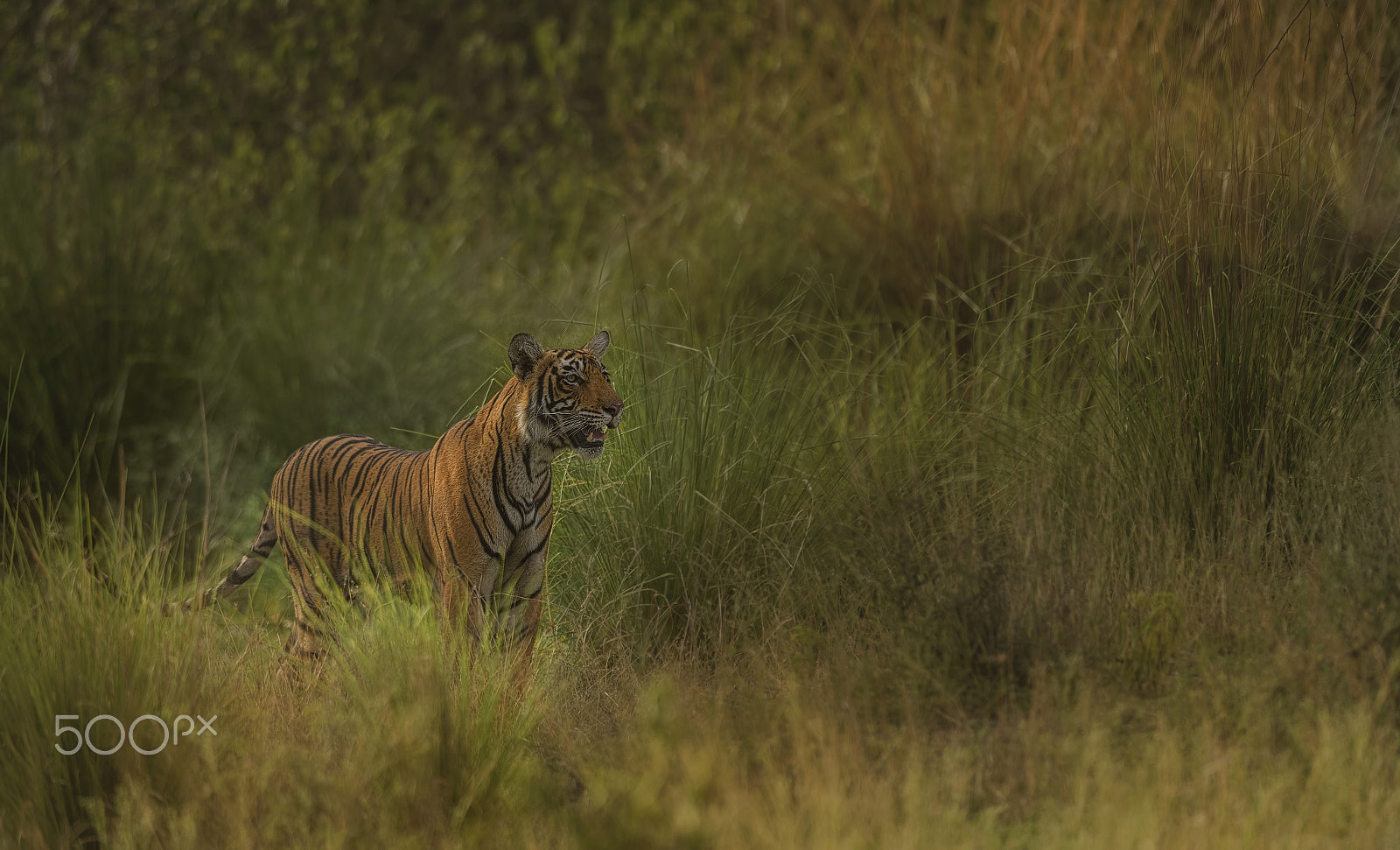 Nikon D750 + Nikon AF-S Nikkor 500mm F4G ED VR sample photo. Royals of ranthambore photography